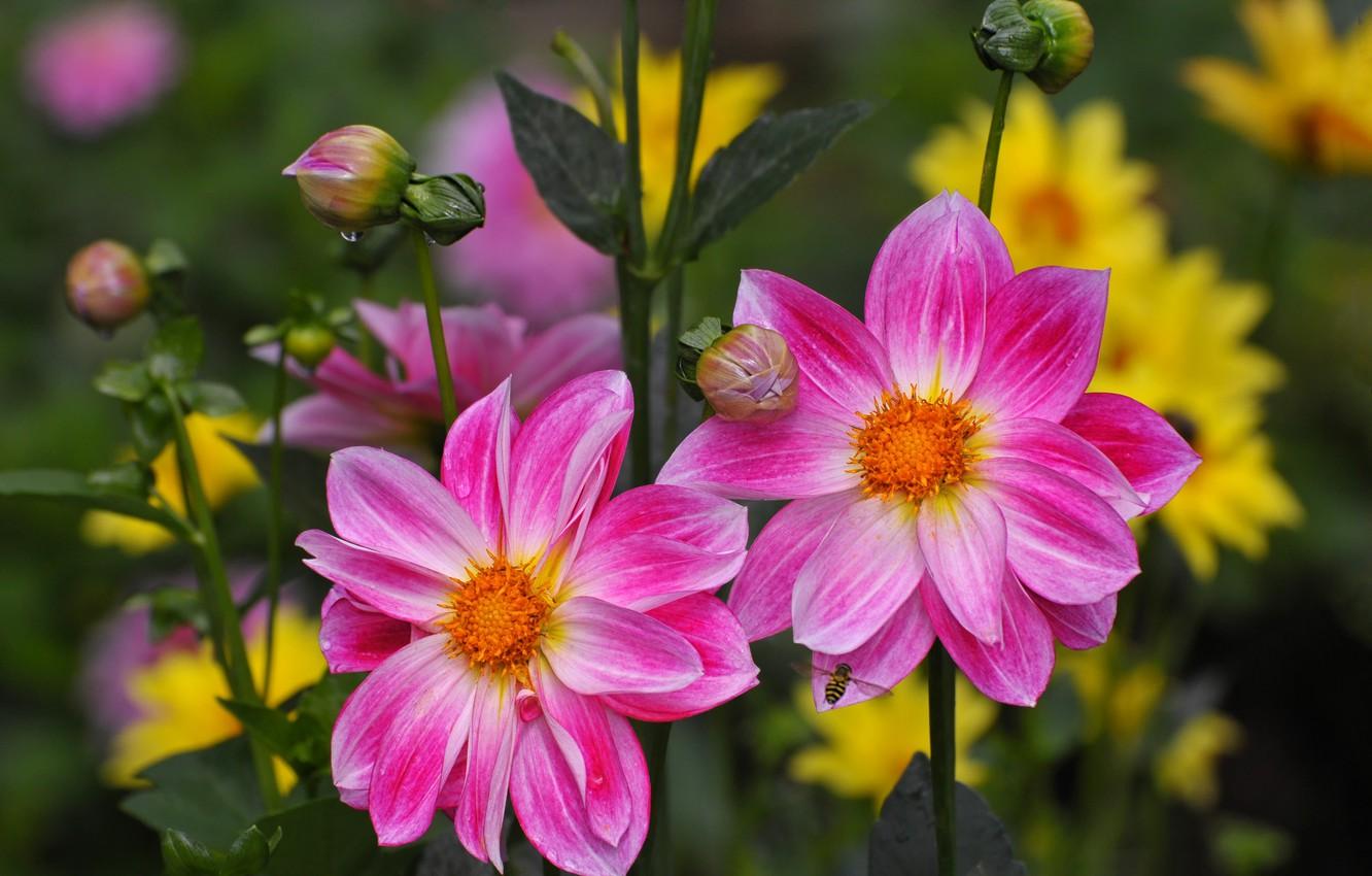 1332x850 Wallpaper summer, drops, flowers, bee, stems, yellow, garden, pink, Duo, buds, bokeh, dahlias image for desktop, section цветы