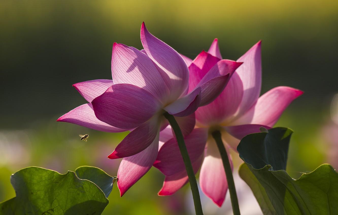 1332x850 Wallpaper leaves, light, flowers, bee, petals, pink, Duo, Lotus image for desktop, section цветы