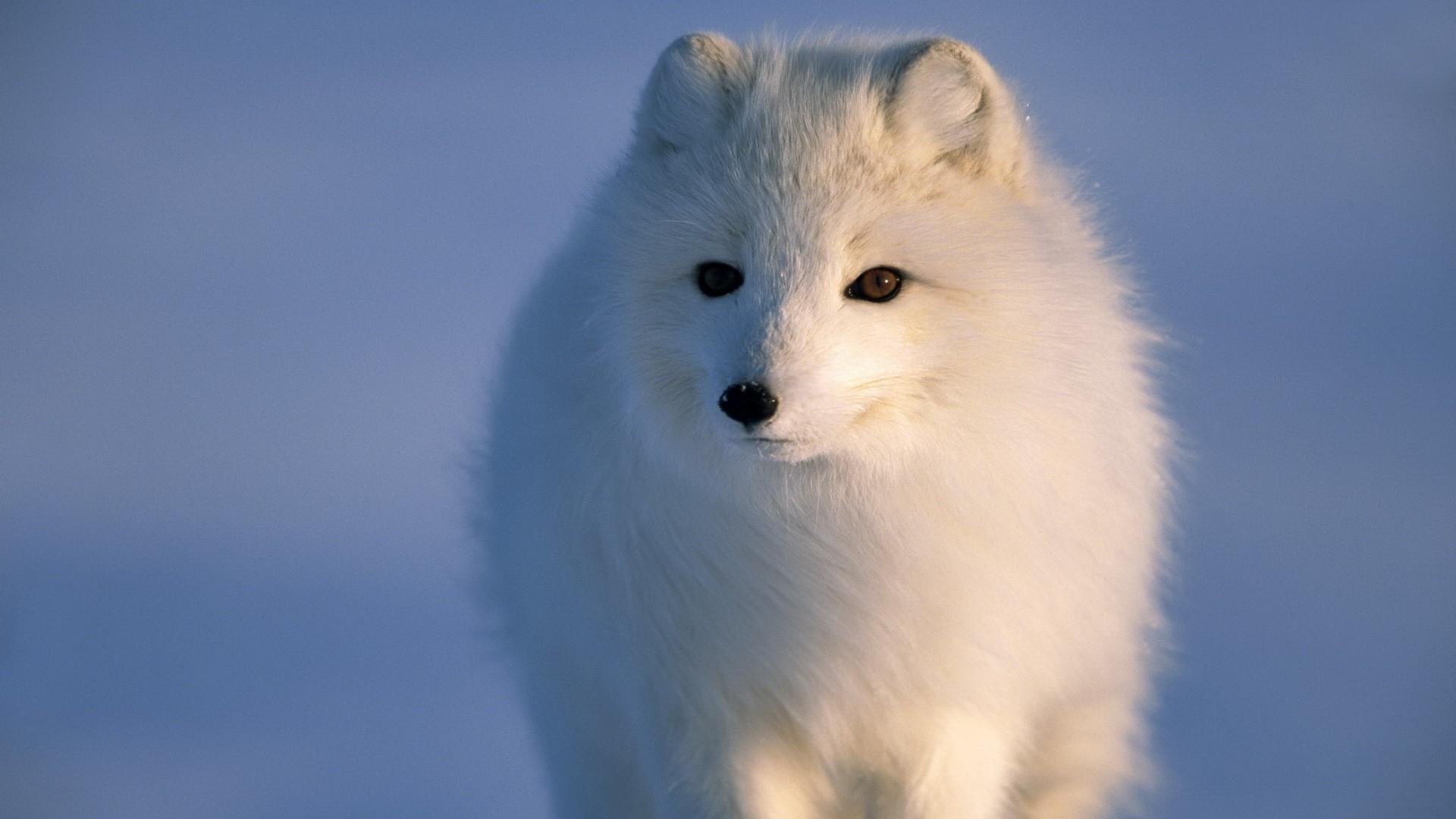 Ice Fox Wallpapers - Top Free Ice Fox Backgrounds - WallpaperAccess