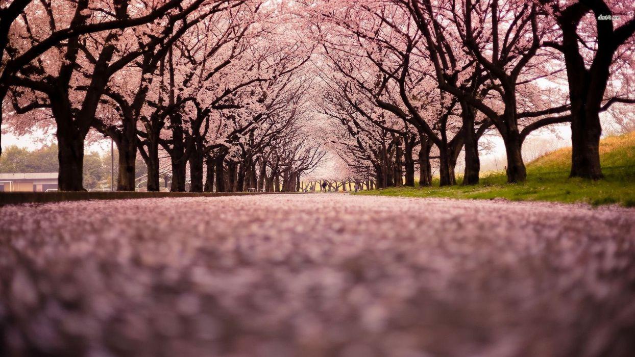 1244x700 Con đường cây cối màu hồng vẻ đẹp xinh đẹp thiên nhiên cây công viên hình nền