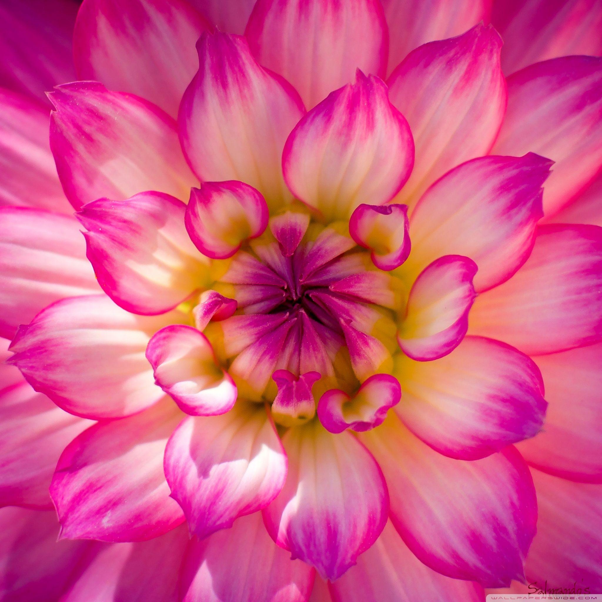 2048x2048 Pink Beauty ❤ 4K HD Desktop Wallpaper for 4K Ultra HD TV • Wide