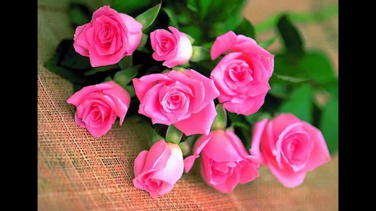 1280x720 Pink roses, Special Pink Rose HD Wallpaper Image, Beautiful Pink