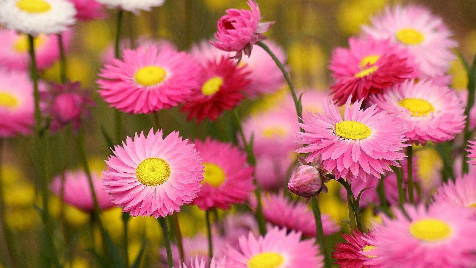 1600x900 Download wallpaper 1600x900 flowers, flowerbed, pink, beauty, close
