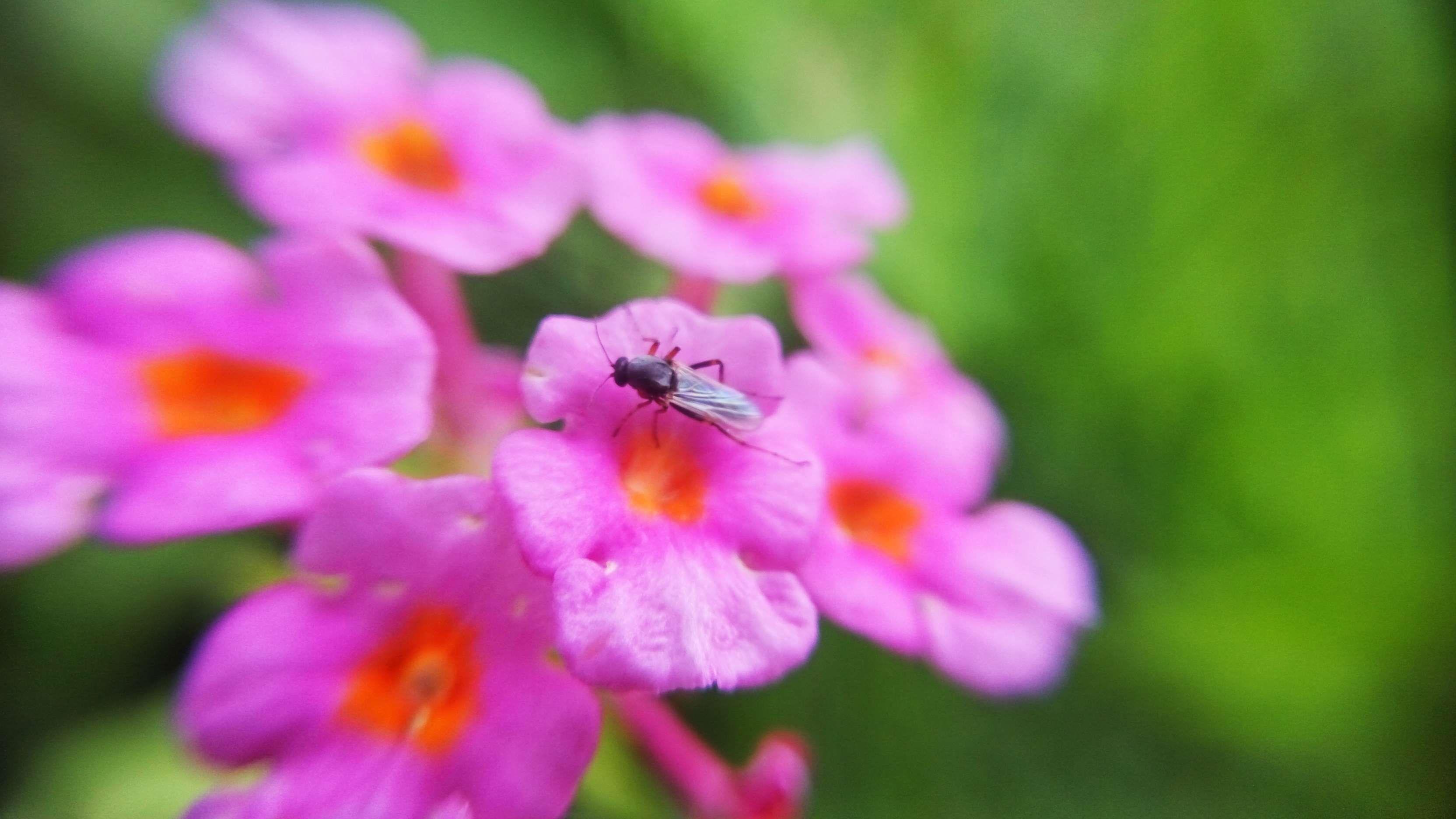 3328x1872 beautiful, beautiful flowers, beauty, flowers, fly, insect, macro