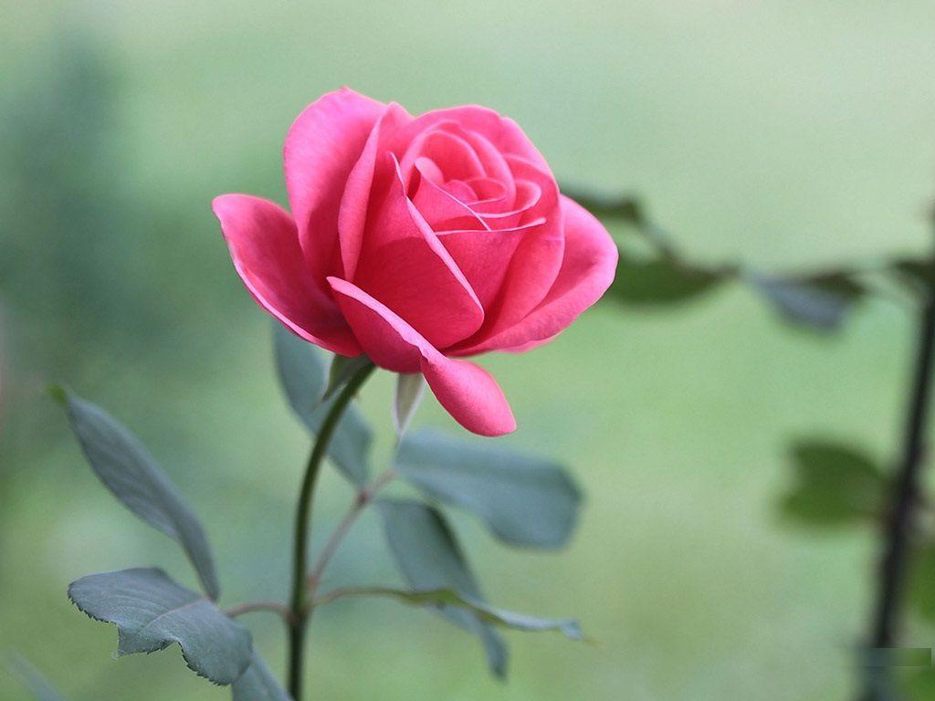1024x768 Beautiful Pink Flowers Picture HD Free Download. Flower Picture