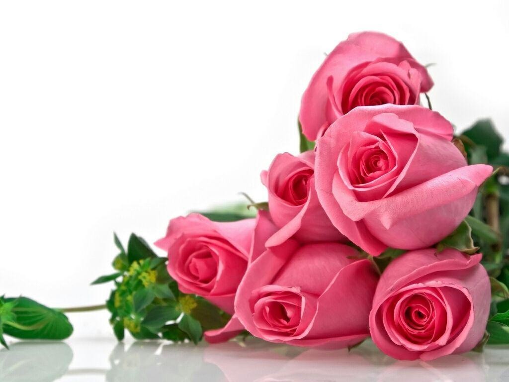 1024x768 beautiful rose flowers wallpaper