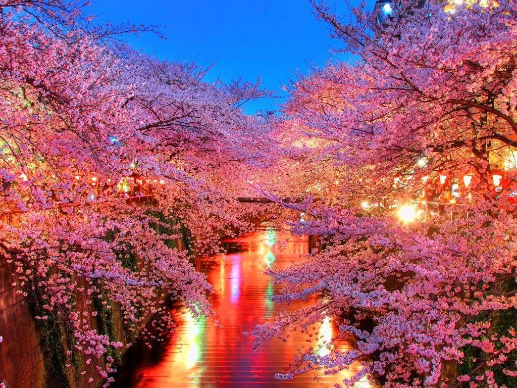 1024x768 List of Synonyms and Antonyms of the Word: hdr flowers widescreen