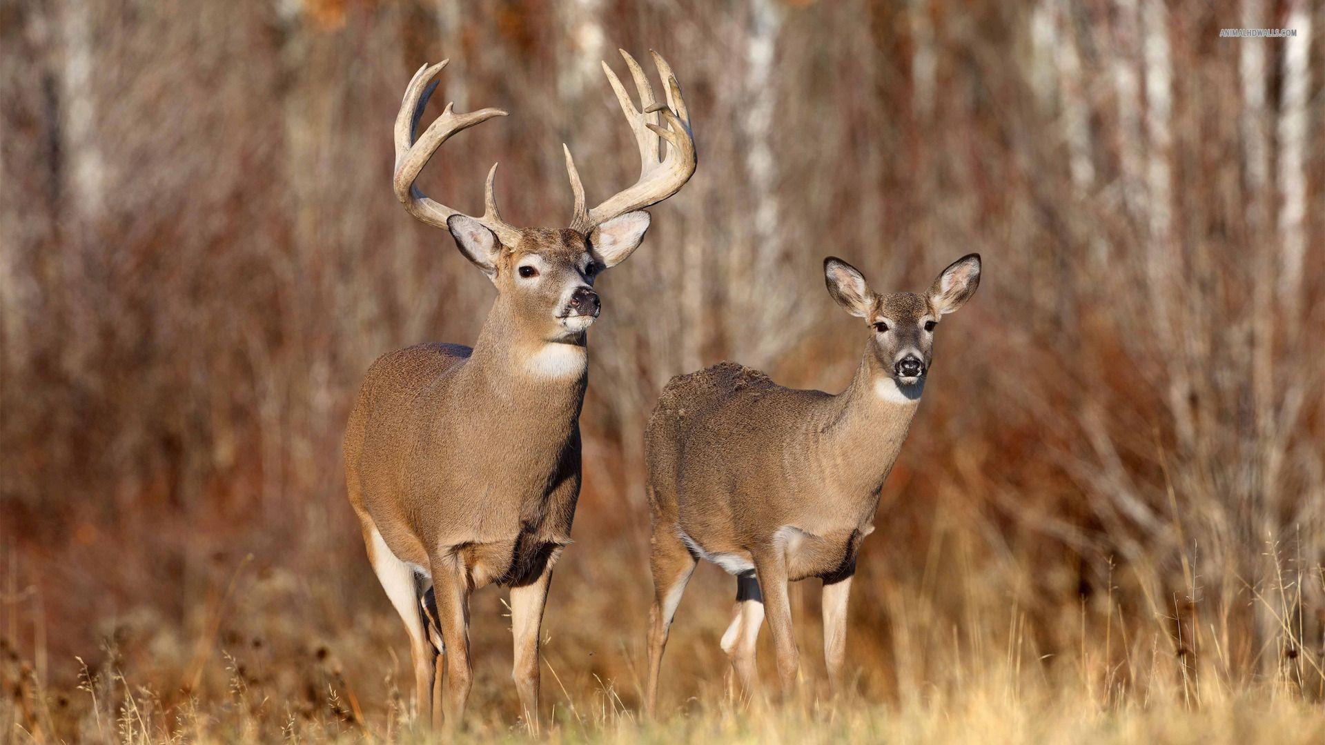 1920x1080 Free Whitetail Deer Wallpaper (1920×1080). Deer