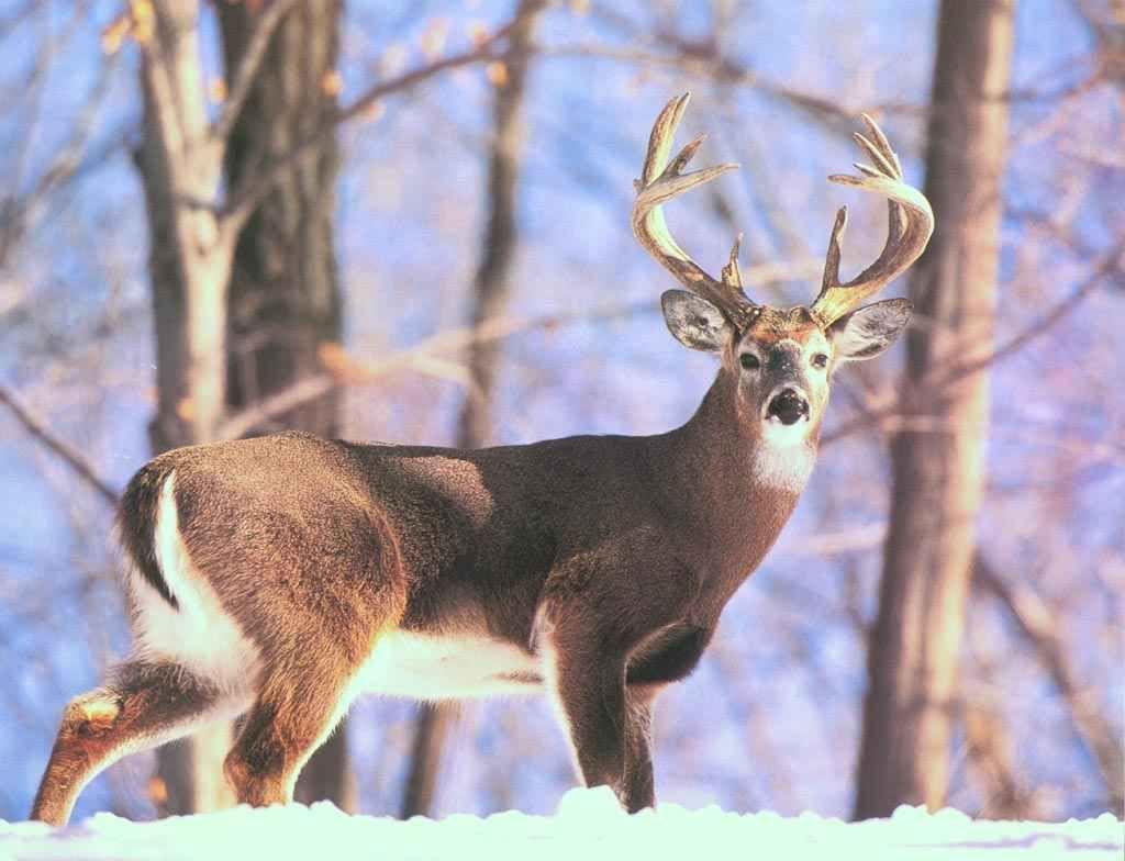 1024x784 SCI Foundation Helps Manage White Tailed Winter Habitat. Deer