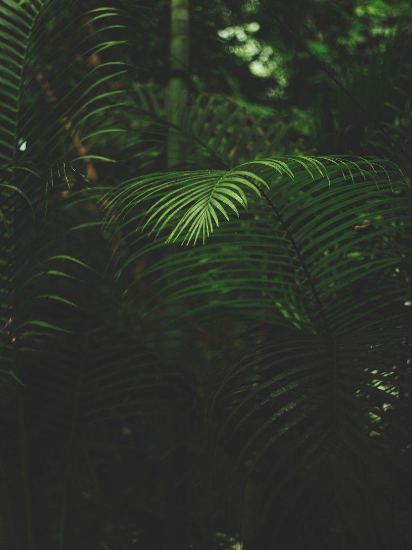 816x1088 H Wallpaper iPhone