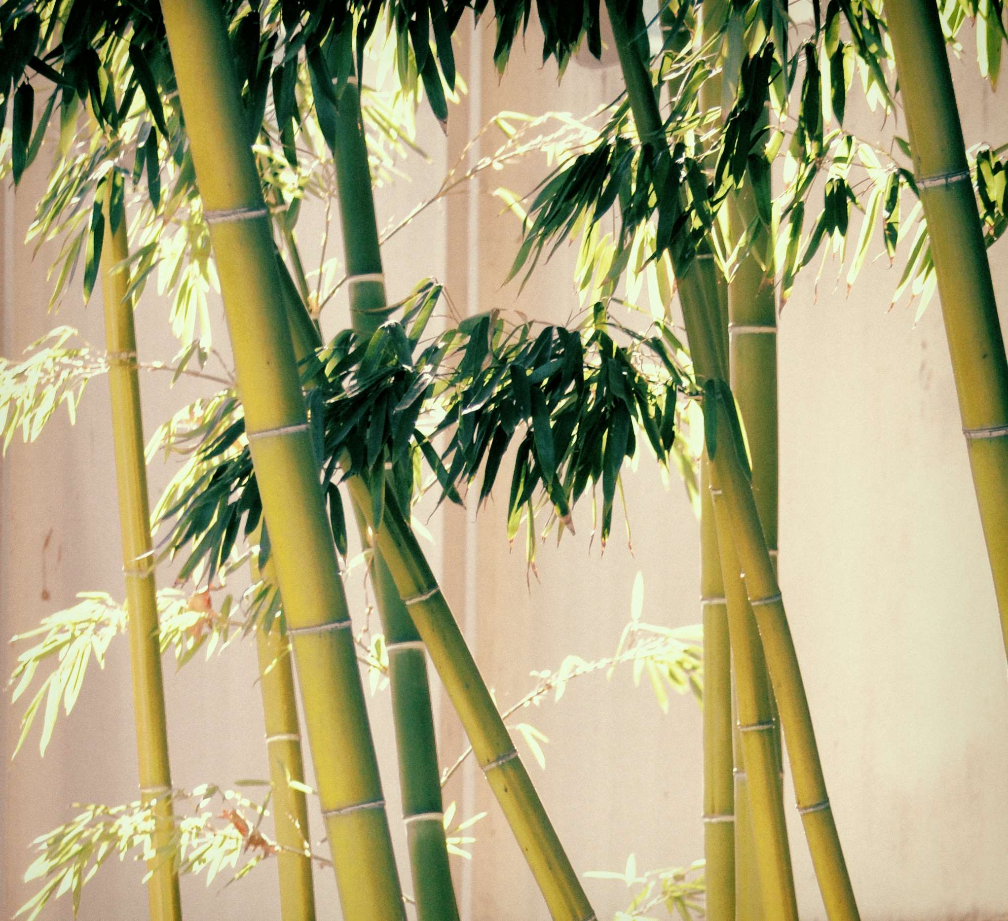 2043x1868 asia, bamboo, bamboo trees, design, diana westberg, light, natural