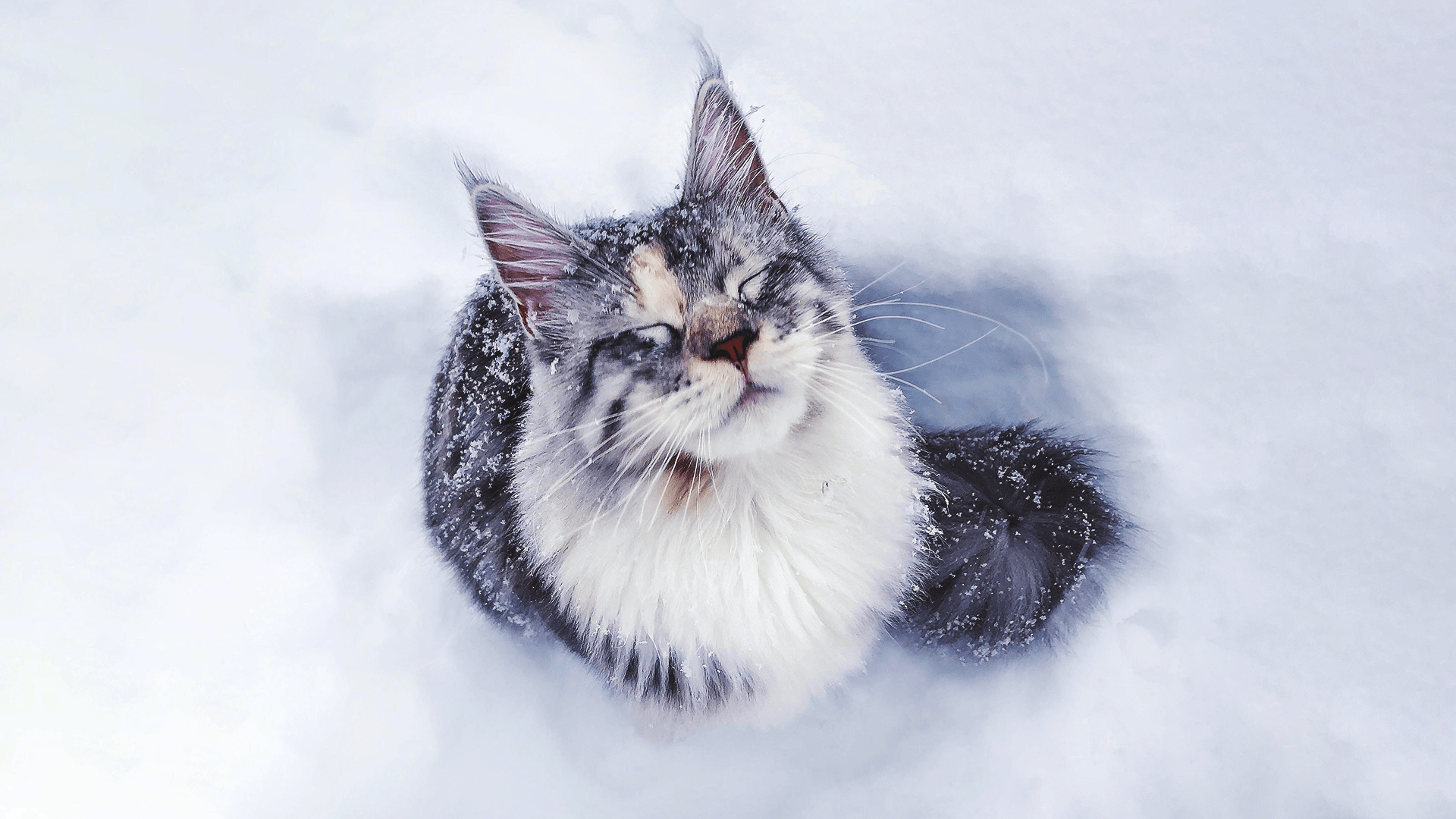 1920x1080 Maine Coon