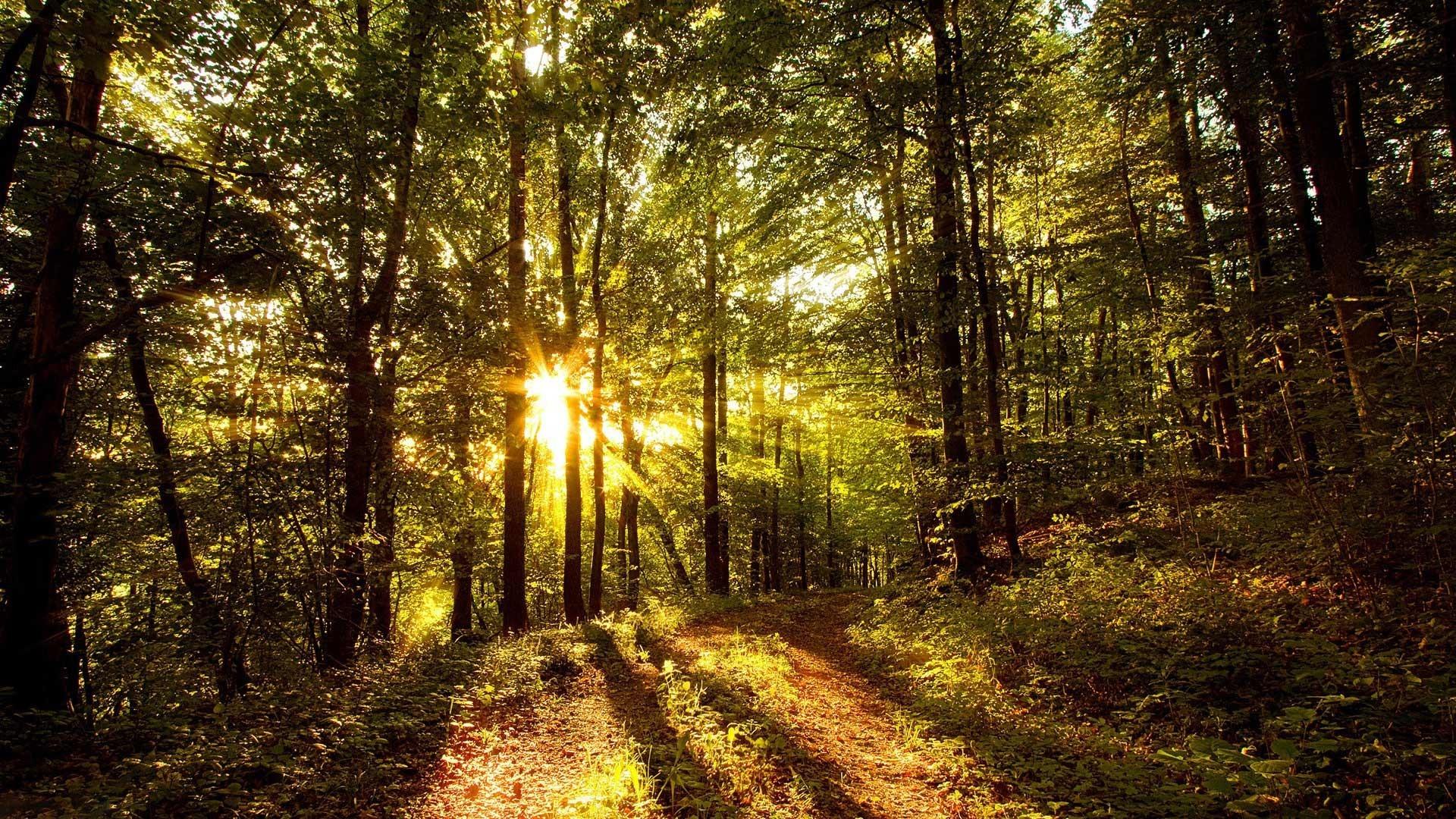 1920x1080 Free download Rays of light in the forest wallpaper 203138 [1920x1080] for your Desktop, Mobile & Tablet. Explore Woods Wallpaper. Dark Wood Wallpaper, Reclaimed Wood Wallpaper, Wood Wallpaper Canada