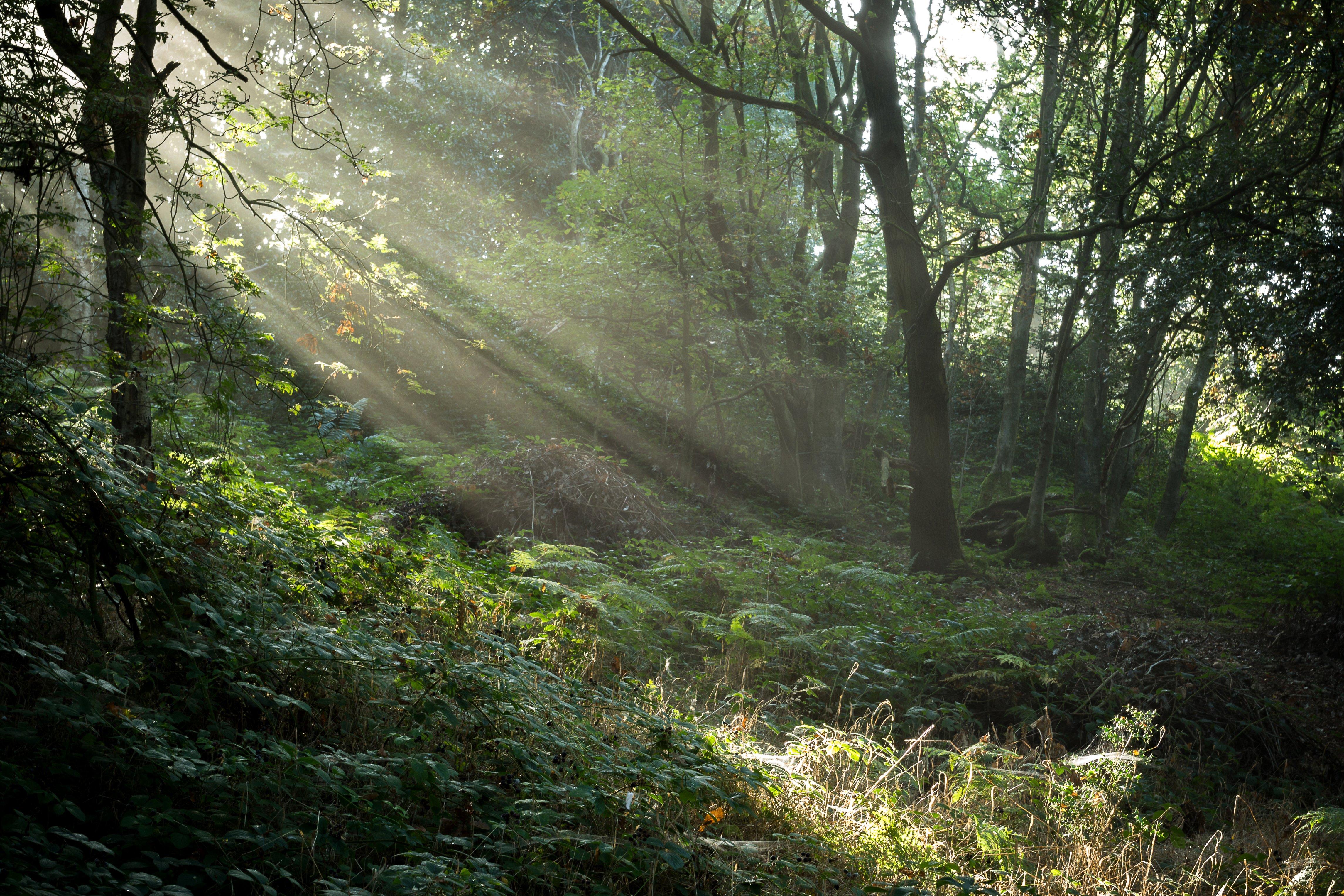 4580x3054 united, Kingdom, Trees, Grass, Rays, Of, Light, Stonecliffe, Woods, Nature Wallpaper HD / Desktop and Mobile Background