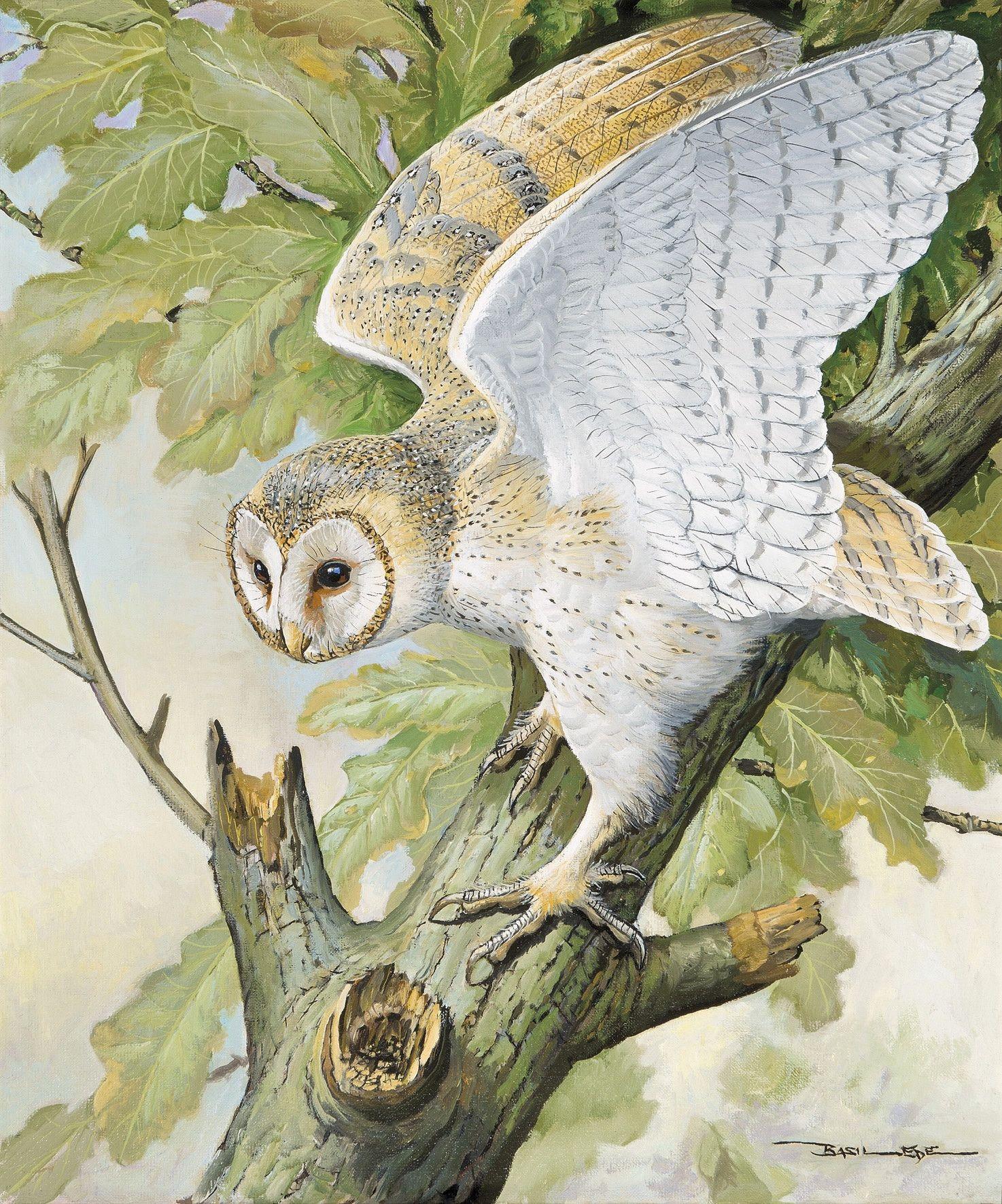 1474x1772 Owl Picture Free Unique A Picture A Owl Beautiful Skull Owl