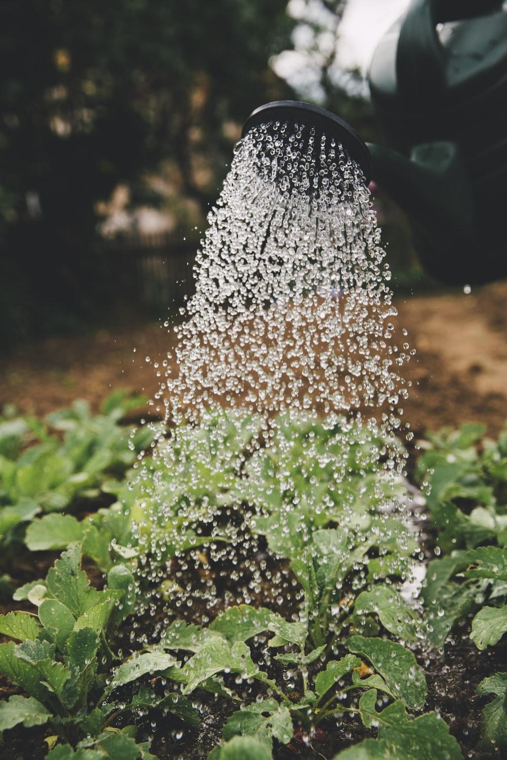1000x1500 Gardening Tools Picture. Download Free Image