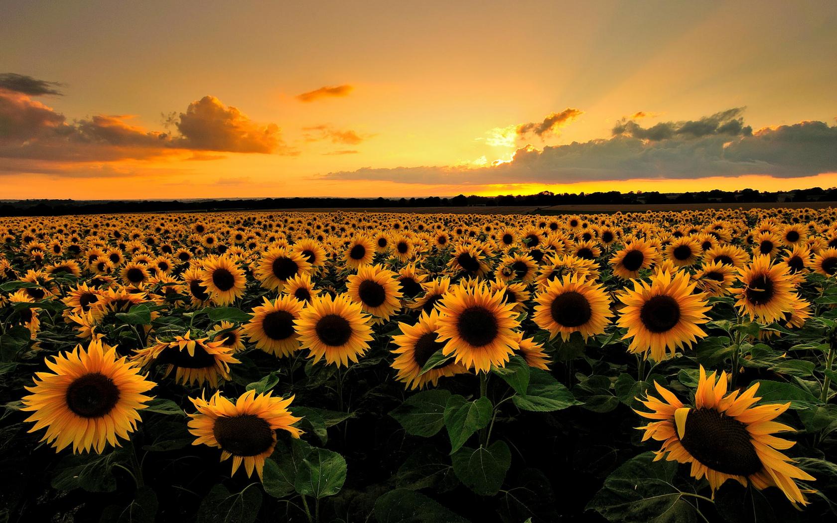 1680x1050 Free download How to Grow Sunflowers Black Thumb GardenerBlack Thumb Gardener [2048x1260] for your Desktop, Mobile & Tablet. Explore Sunshine Wallpaper Free. Nature Sunshine Free Wallpaper, You Are My Sunshine Wallpaper