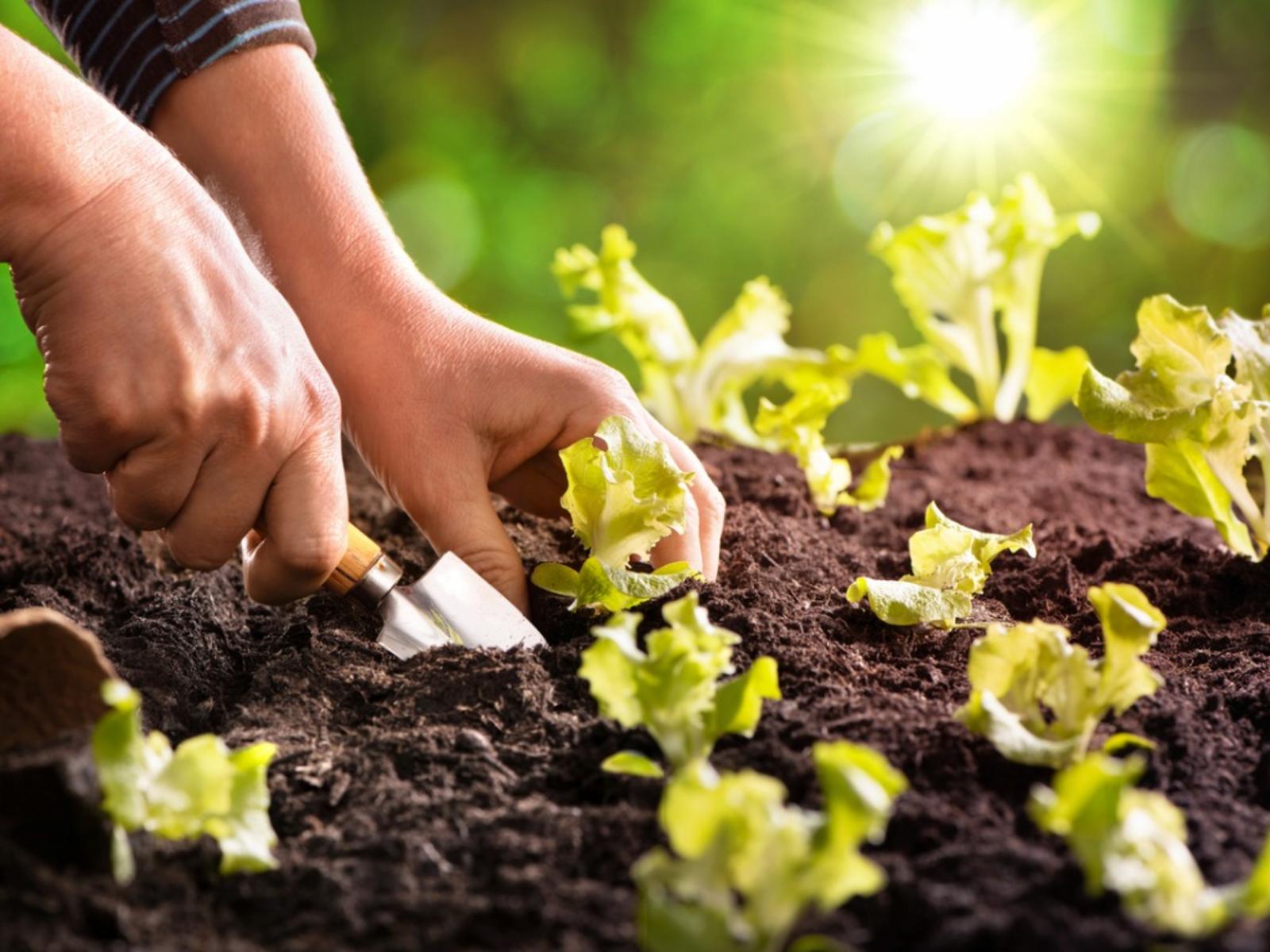 1600x1200 Planting Calendar For May: Washington Planting Guide For Gardeners