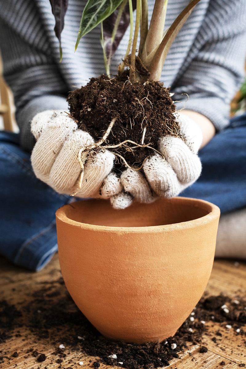800x1200 Gardening Image Wallpaper