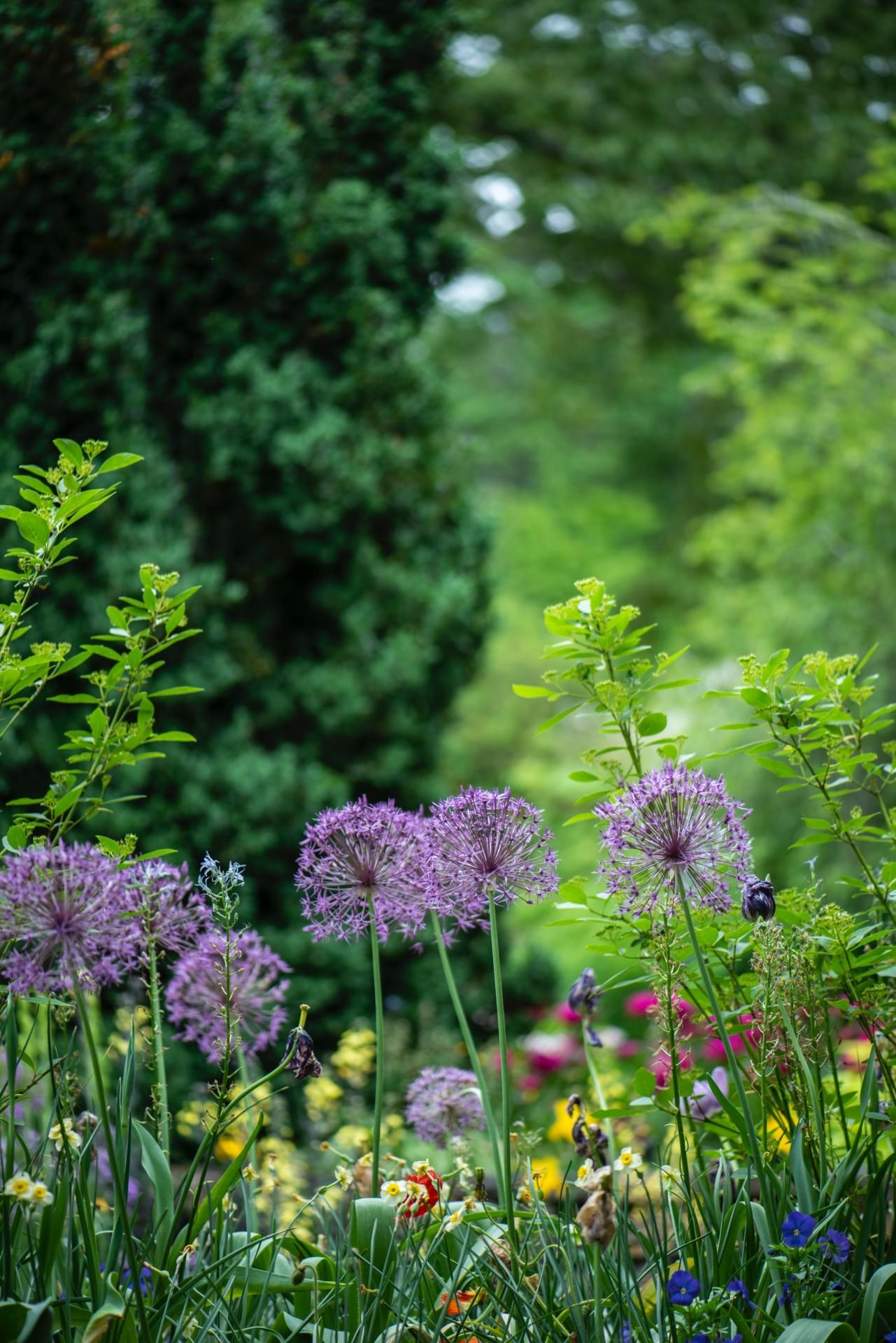 1281x1920 What Is Native Gardening? Explained (+Its Benefits & Downsides)