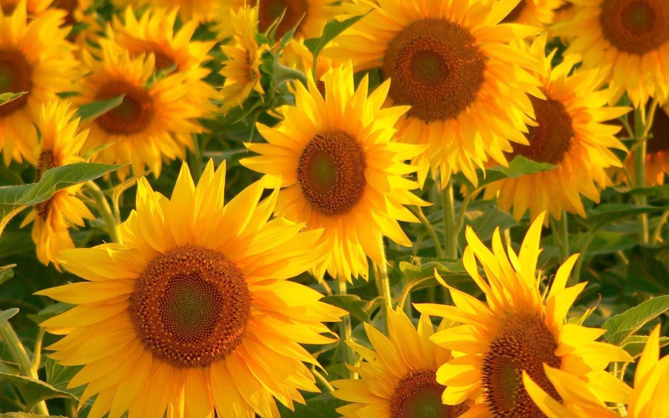 1368x855 Sunflower Wallpaper Tumblr Pc Gardening Flower And Photo Of Sunflowers Wallpaper & Background Download