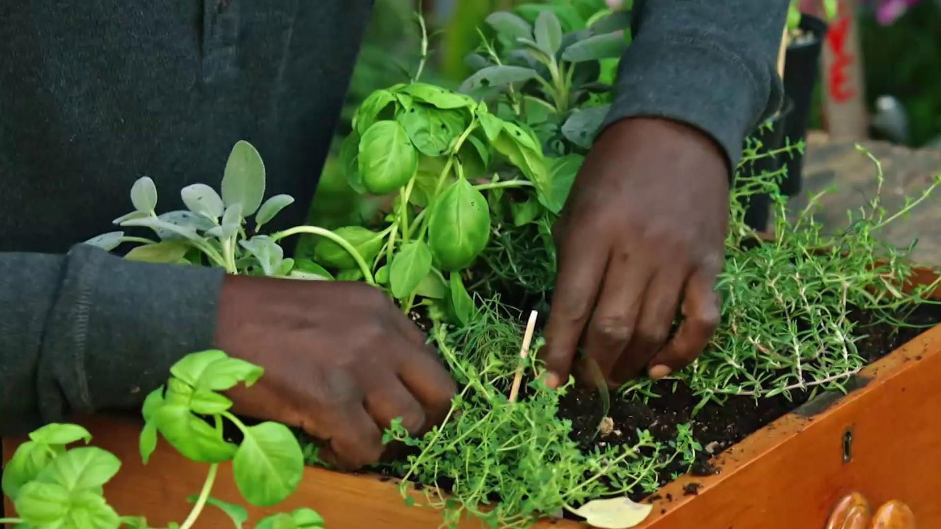 1920x1080 Gangsta Gardener Ron Finley helps Al Roker create a garden