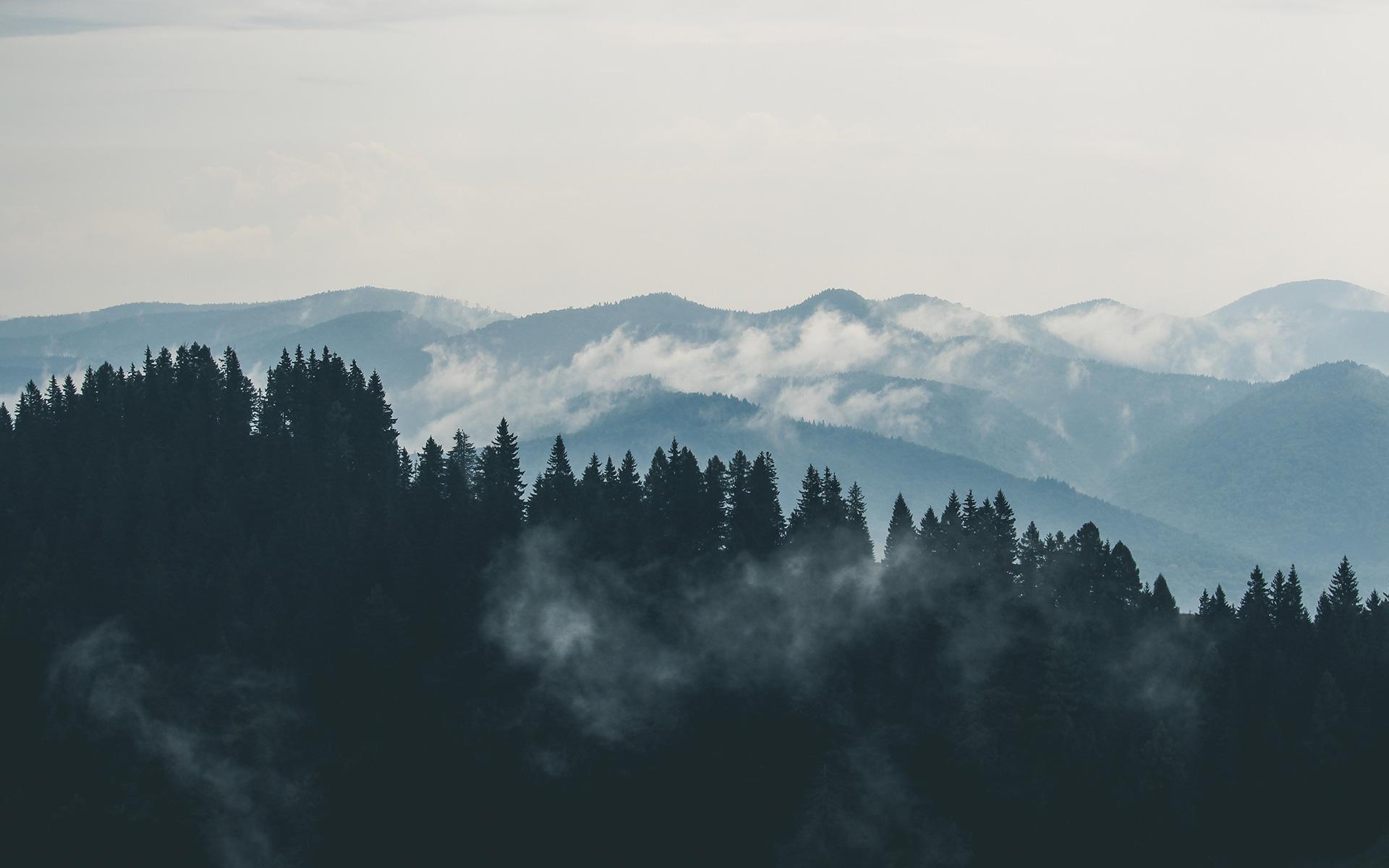 1920x1200 Aerial Photography of Pine Trees on the Mountain · Free