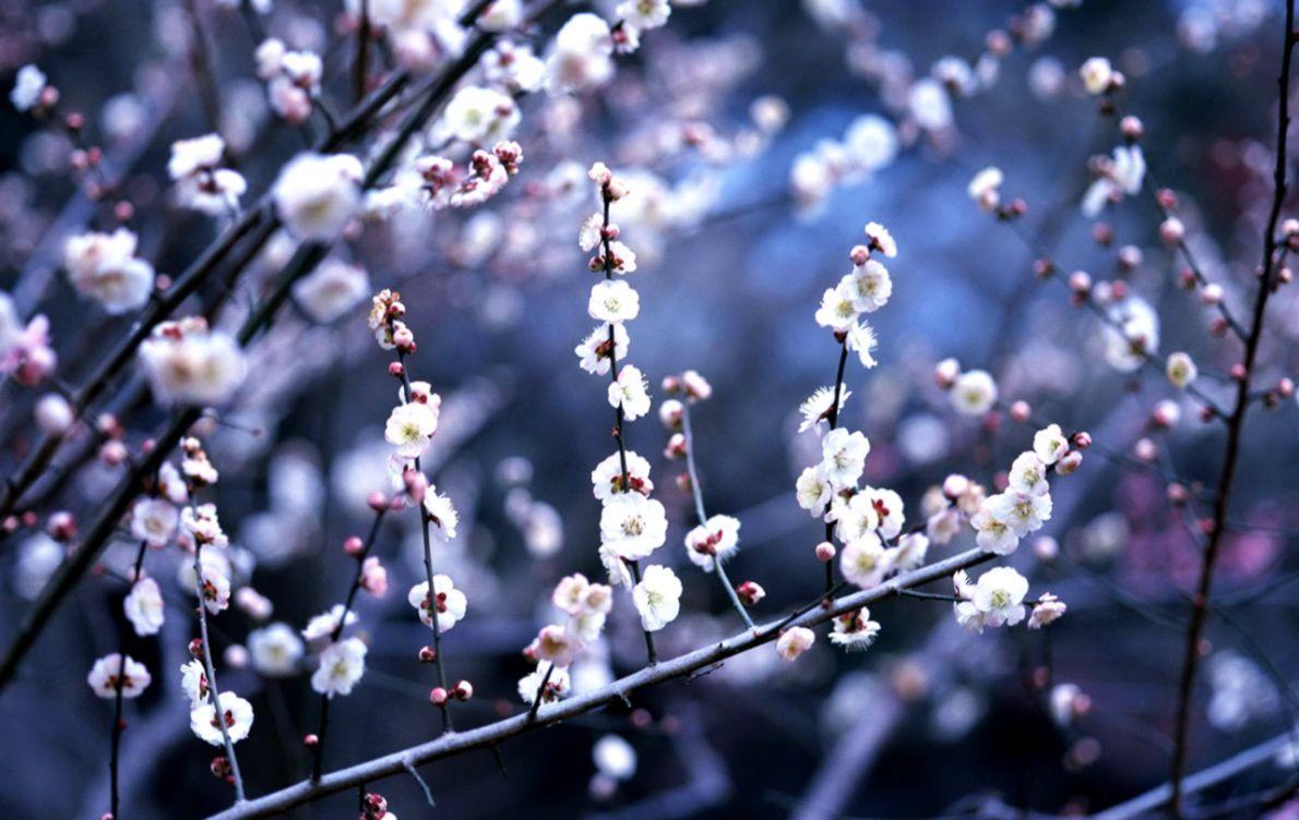 1190x752 Winter Flowers Wallpaper, HD Winter Flowers Background on WallpaperBat
