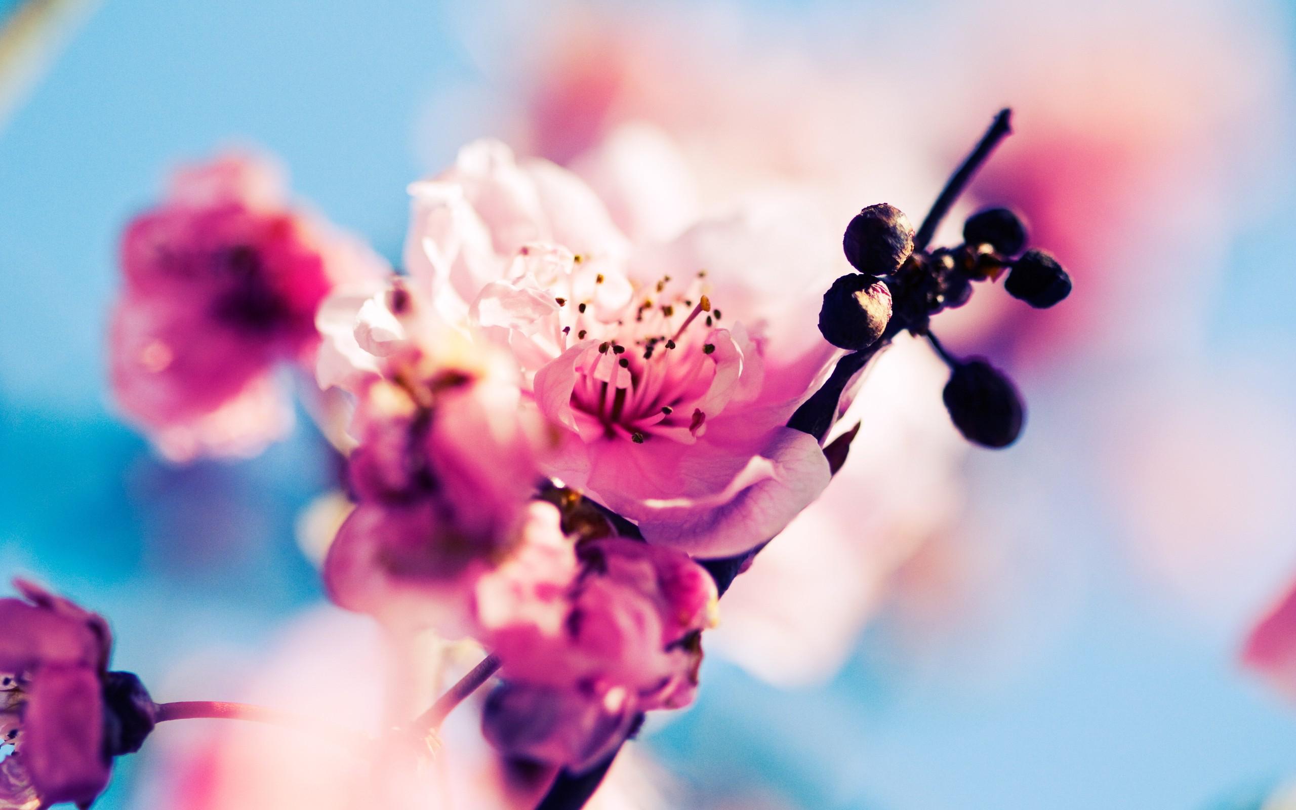 2560x1600 Tired of winter? Get ready for spring with these 48 HD wallpaper