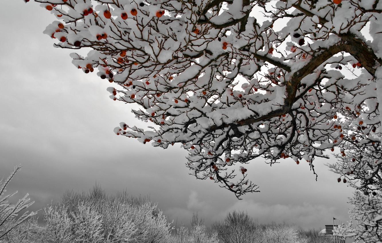 1332x850 Wallpaper Winter, Spring, Autumn and Winter, Sommer image for desktop, section природа