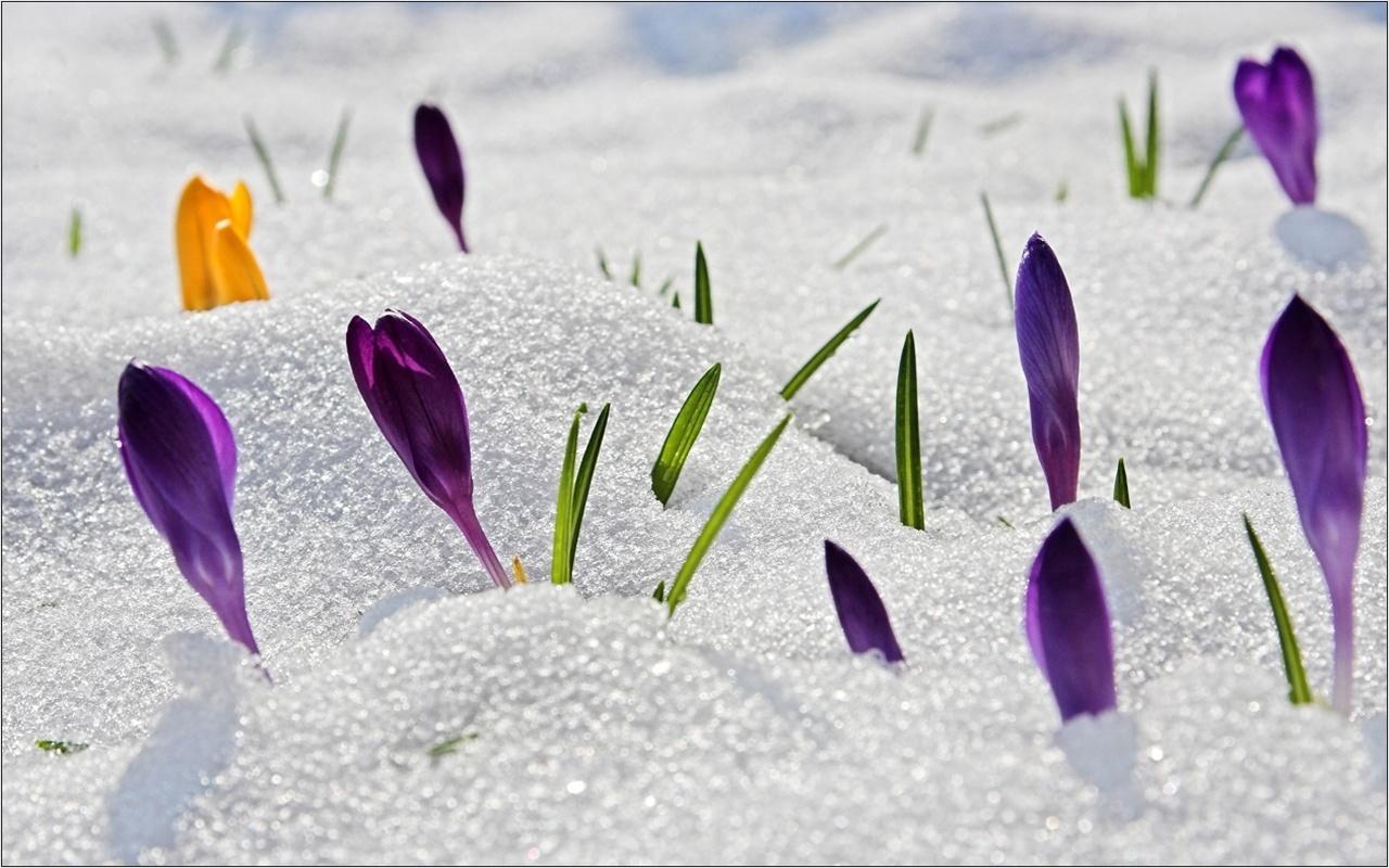 1280x800 Spring flower