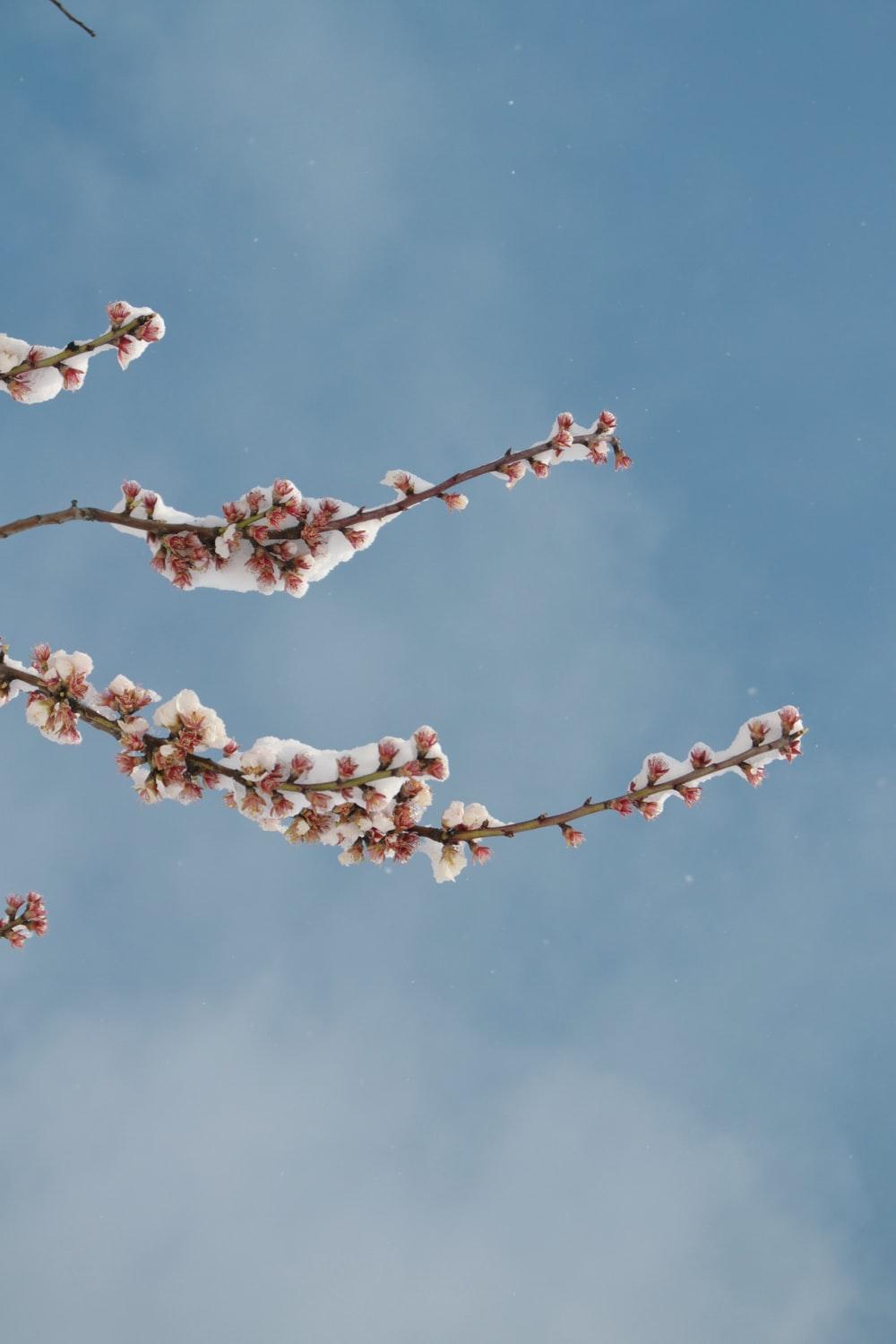 1000x1500 Winter Spring Picture. Download Free Image
