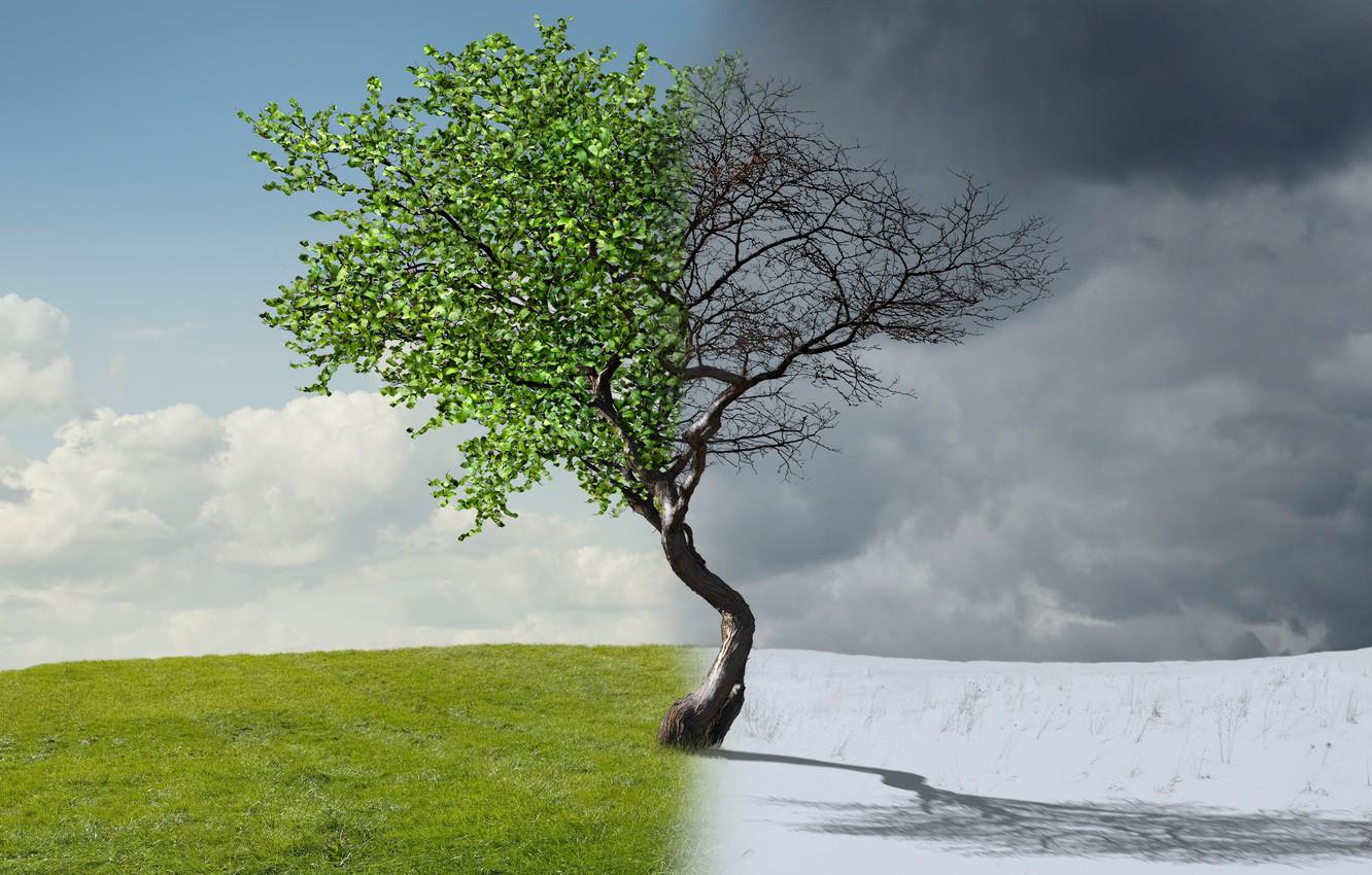 1332x850 Wallpaper TREE, GRASS, SNOW, WINTER, SPRING, CROWN, SEASONS image for desktop, section рендеринг