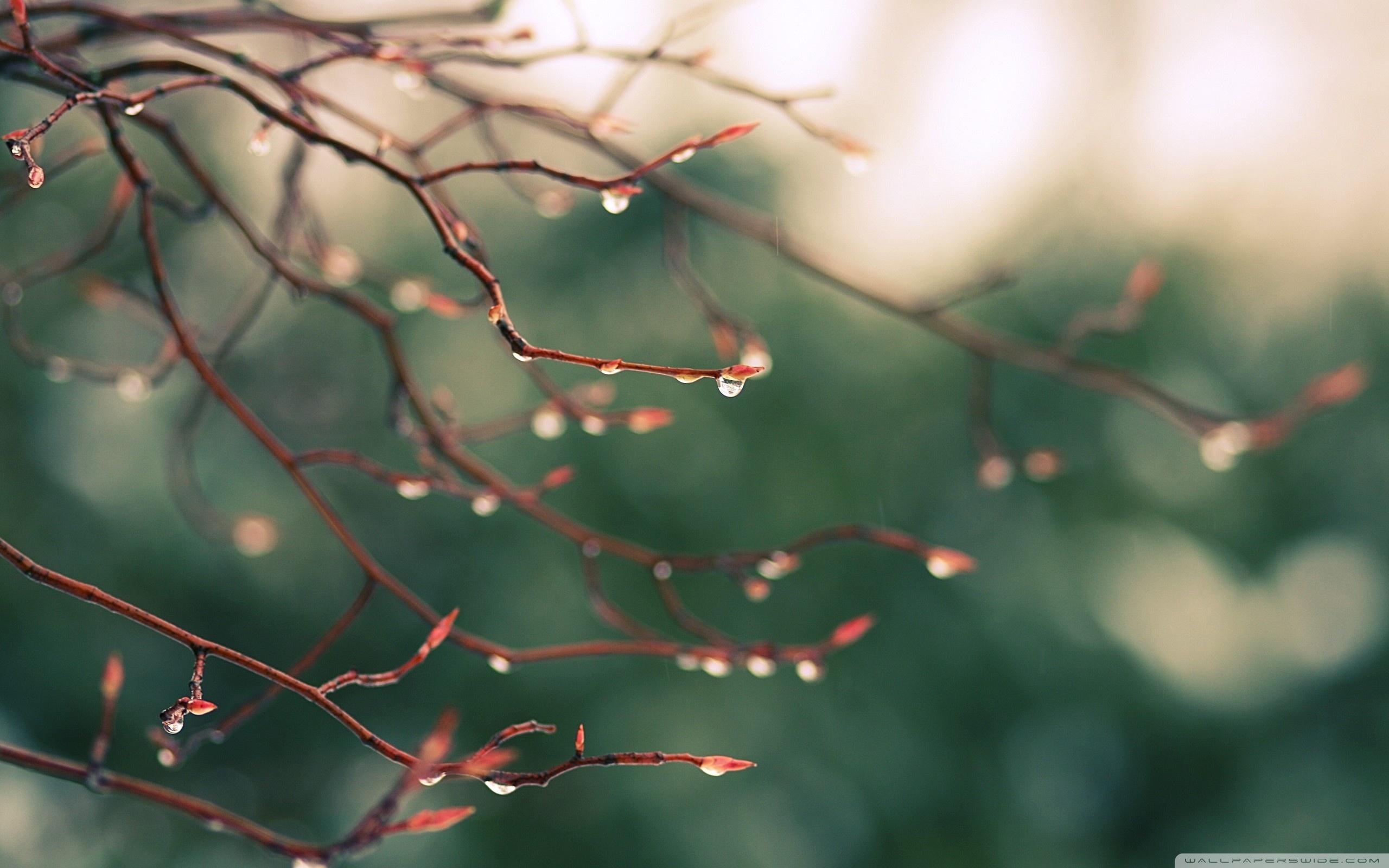 2560x1600 Water Drops, Spring Ultra HD Desktop Background Wallpaper for 4K UHD TV : Multi Display, Dual Monitor : Tablet