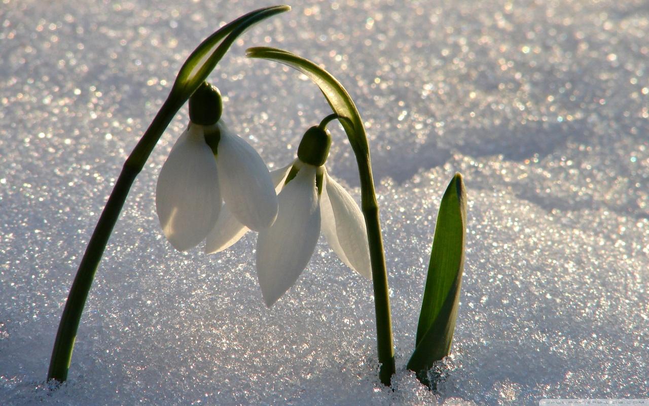 1280x800 Spring Signs Ultra HD Desktop Background Wallpaper for 4K UHD TV : Tablet