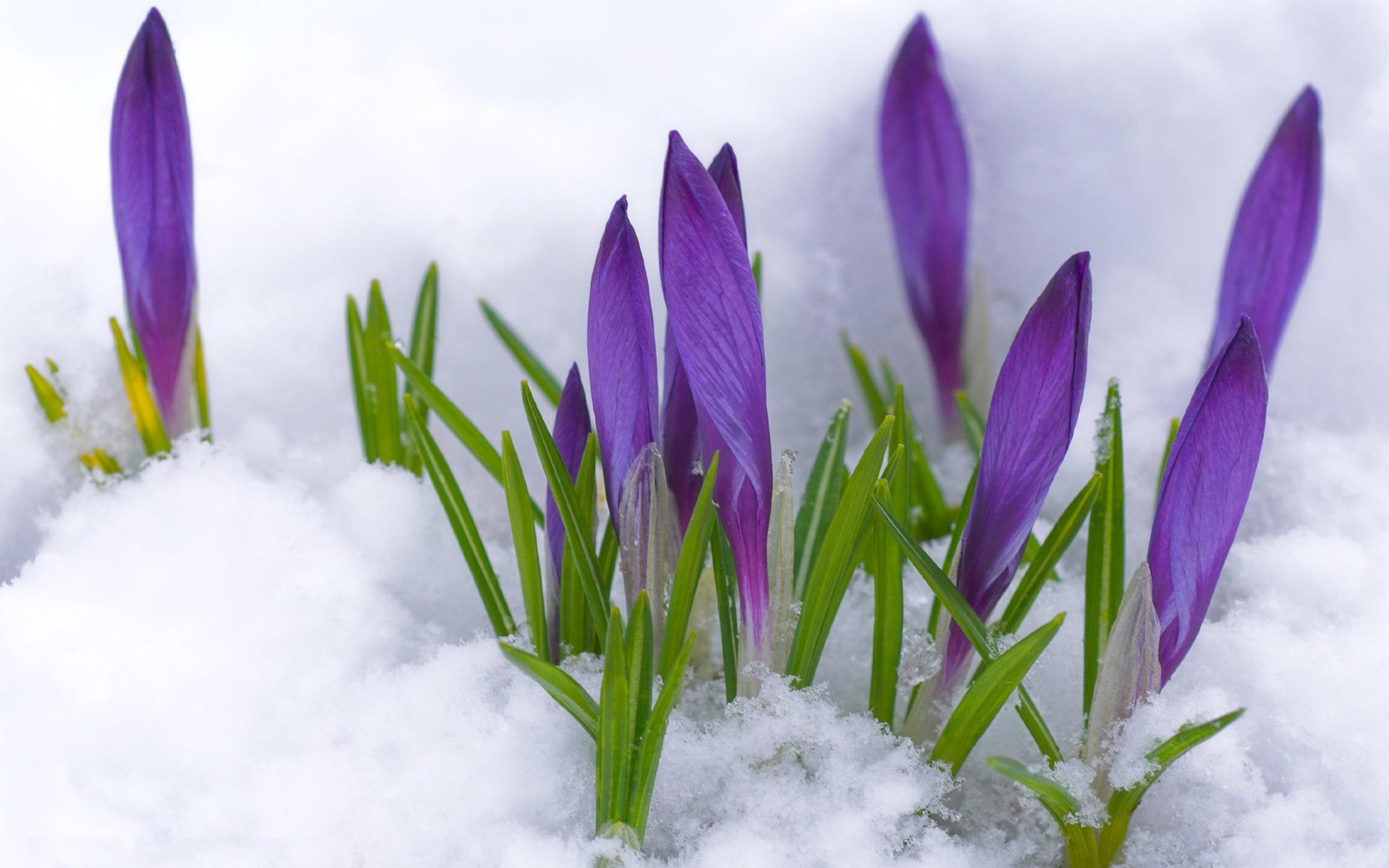2560x1600 Purple flowers under the cold snow and Spring time
