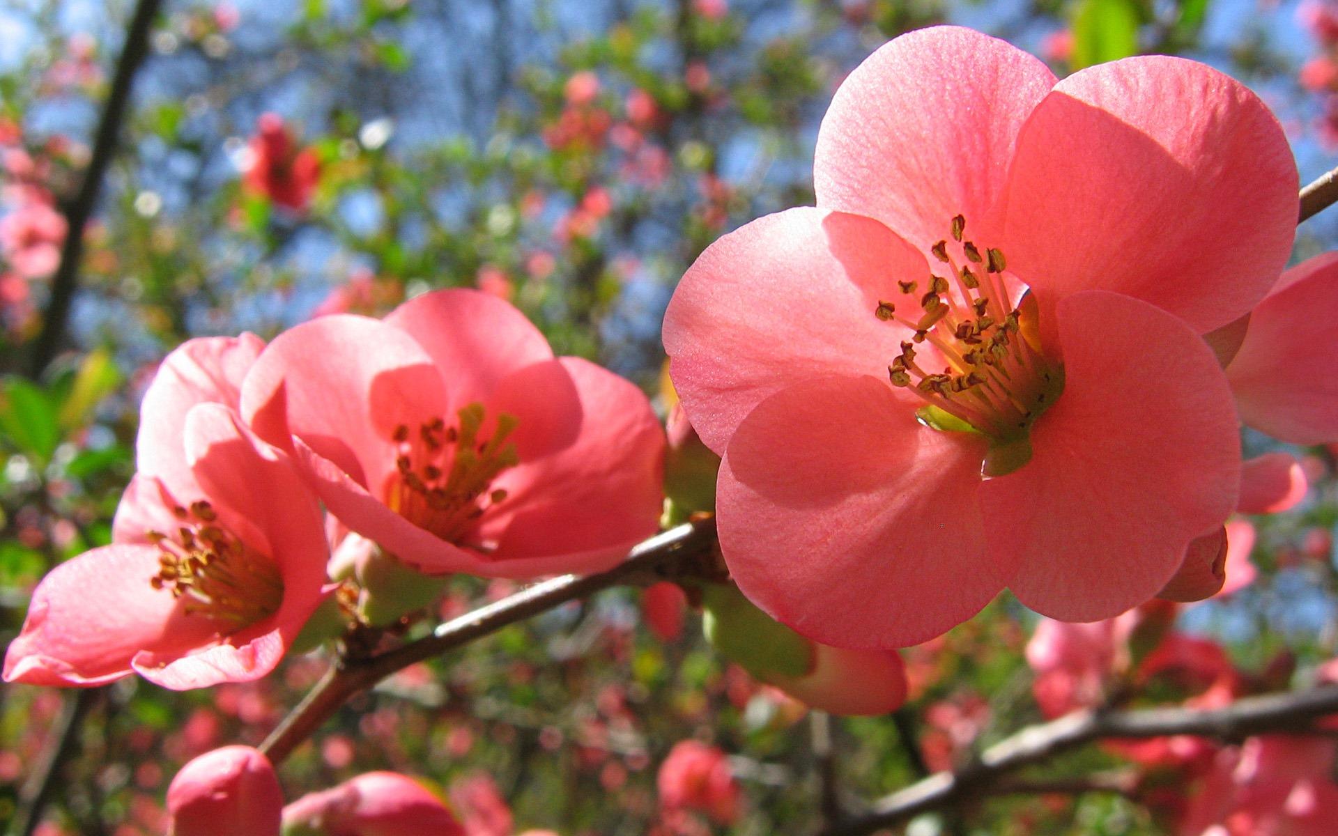 1920x1200 Free download wallpaper theme wallpaper winter background widows spring [1920x1200] for your Desktop, Mobile & Tablet. Explore Spring Flowers Desktop Wallpaper Theme. Free Springtime Wallpaper Downloads, Spring Flowers
