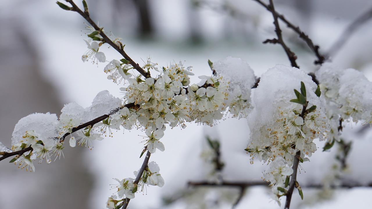 1280x720 Onset Of Winter Blossoms
