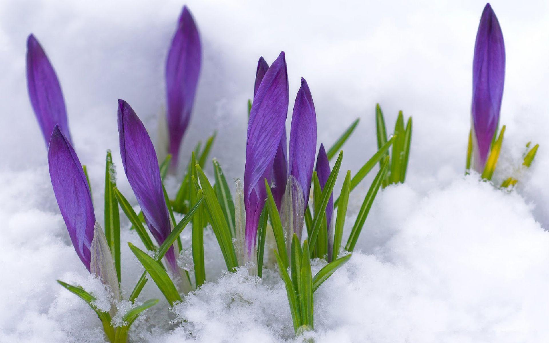 1920x1200 Spring Flowers in Snow Wallpaper