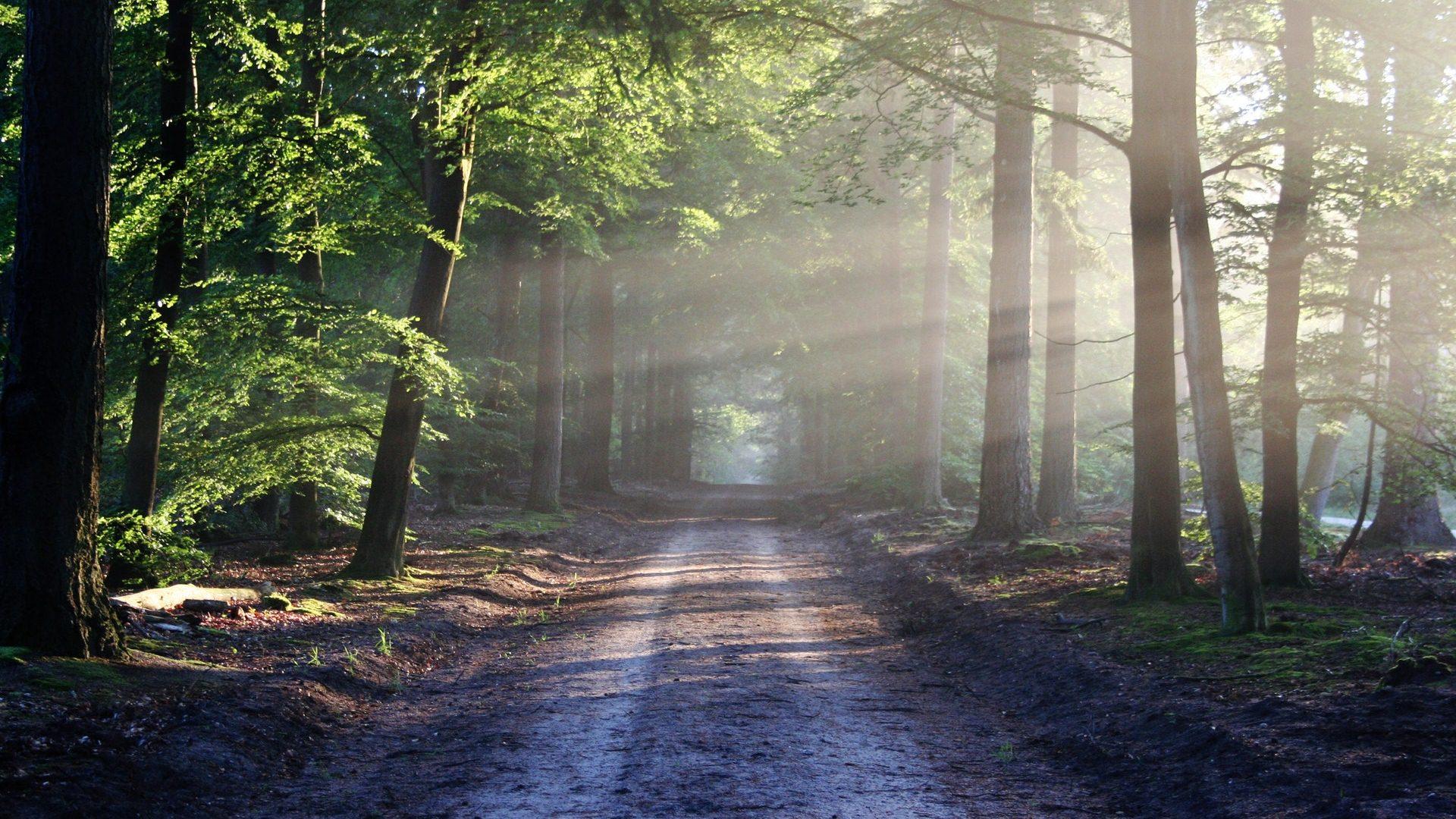 1920x1080 Forest HD Wallpaper 1080p Roads Wallpaper & Background Download