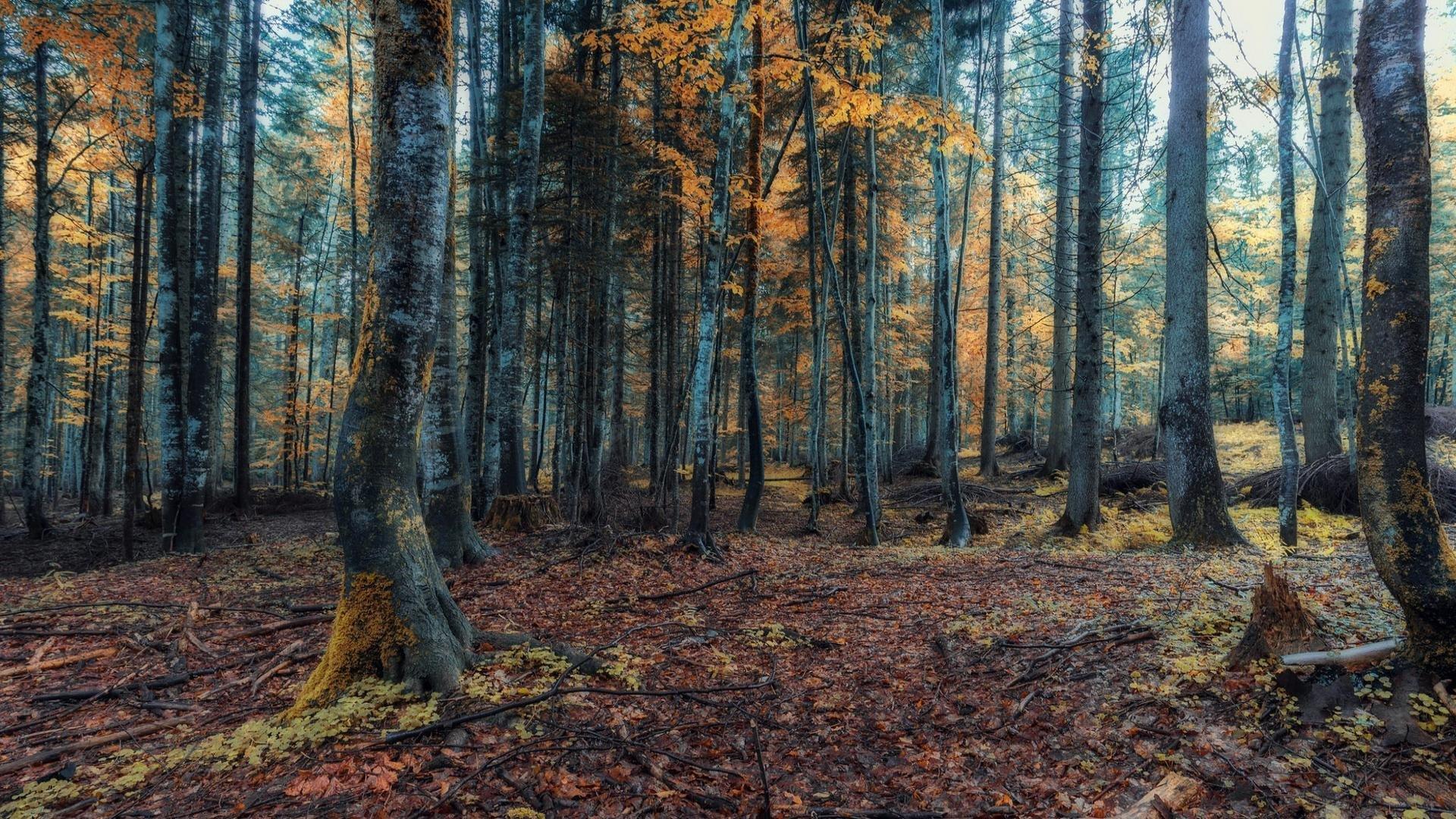 1920x1080 High resolution Forest full HD wallpaper for computer