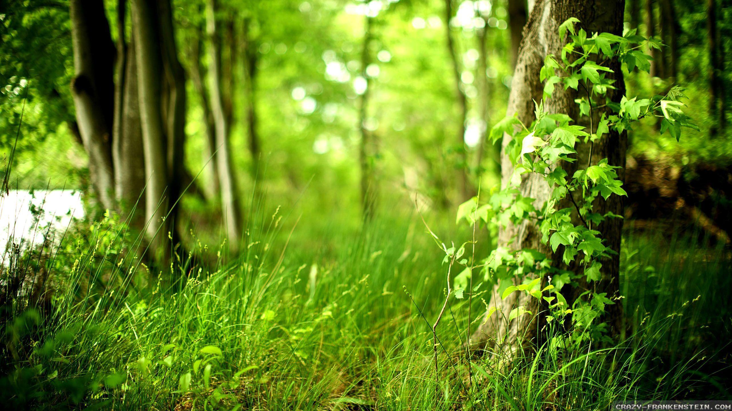 2560x1440 Summer Forest House Wallpaper