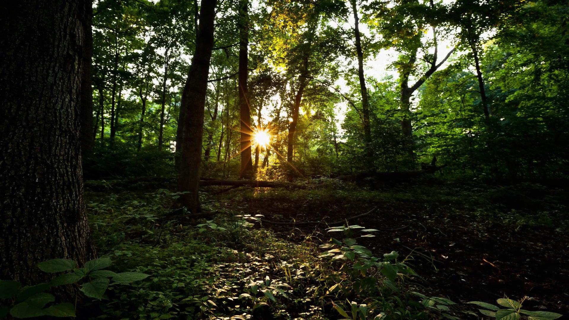 1920x1080 Forest wallpaper 1920x1080 Full HD (1080p) desktop background