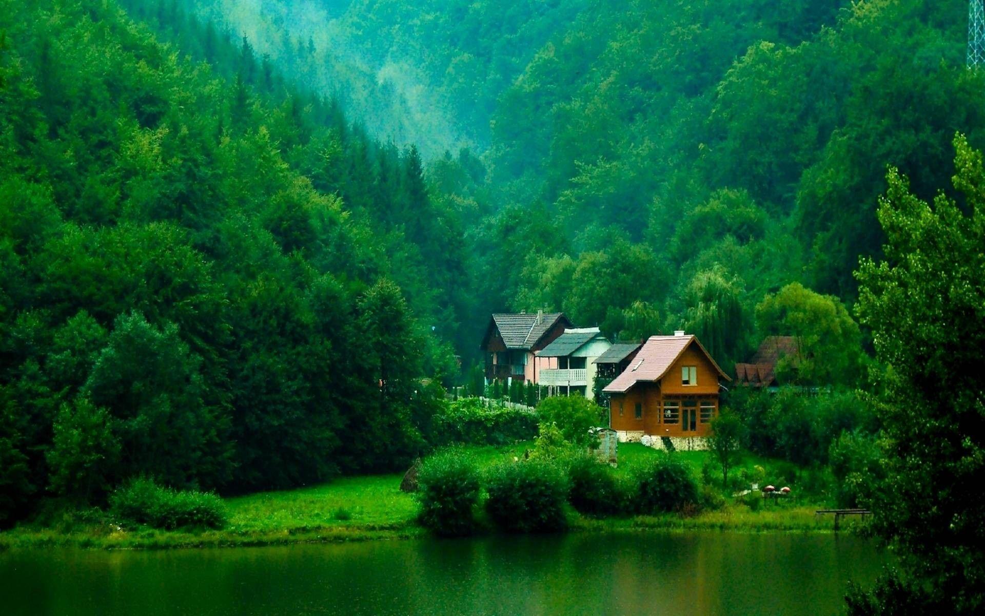 1920x1200 HD Forest Wallpaper 2020