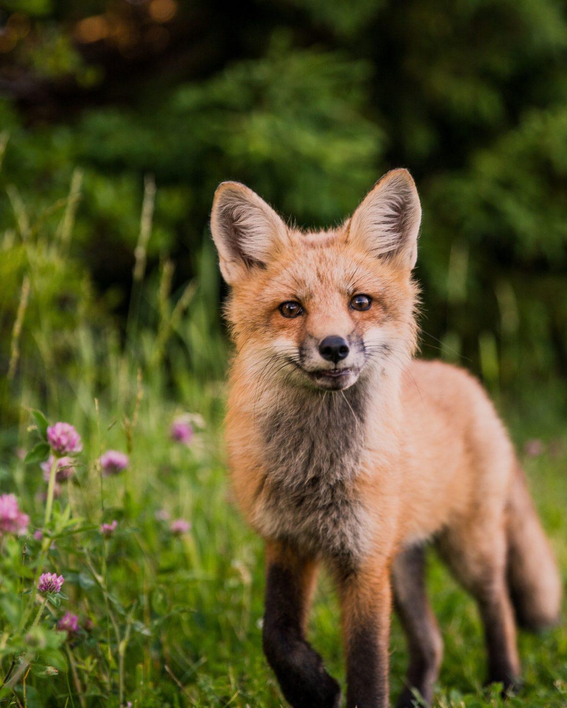 1152x1440 Collection : wallpaper background animals (HD Download)