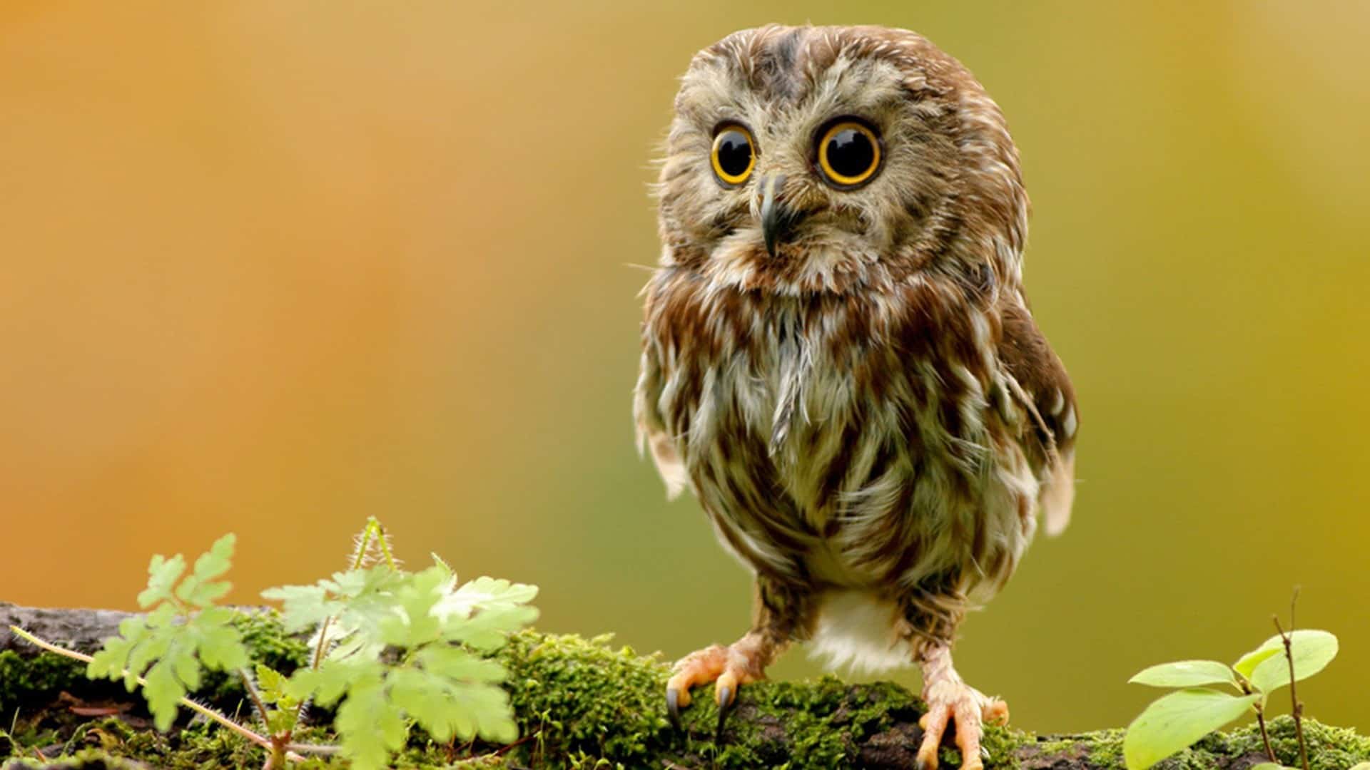 1920x1080 Beautiful and Cute Animal Wallpaper