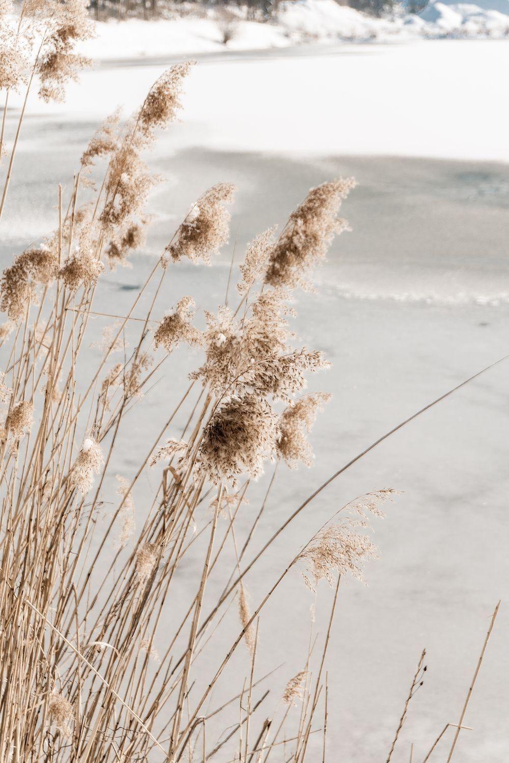 Beige Beach Wallpapers - Top Free Beige Beach Backgrounds - WallpaperAccess