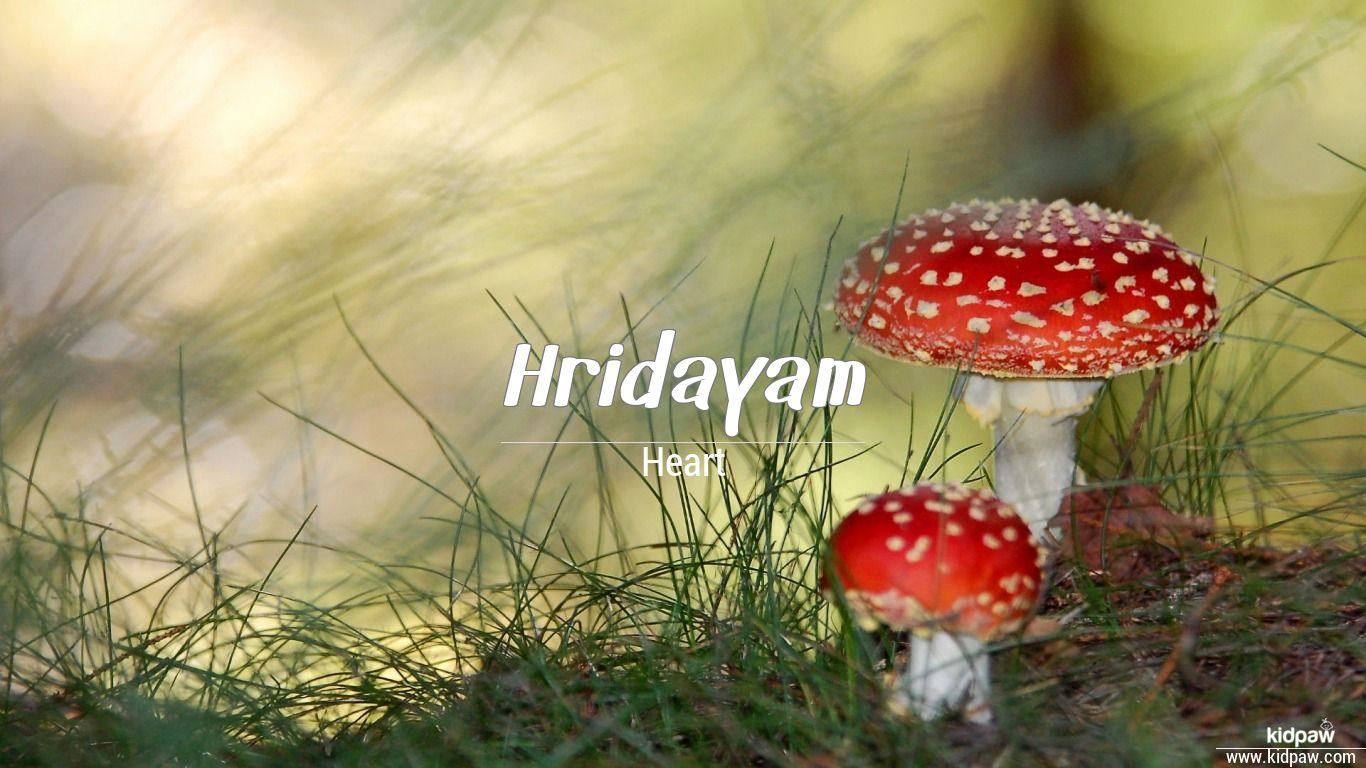 1366x768 हृदयँ. Hridayam Name Meaning in Hindi, Hridayam Lucky Number, Rashi, Latest Indian Baby Boy Names