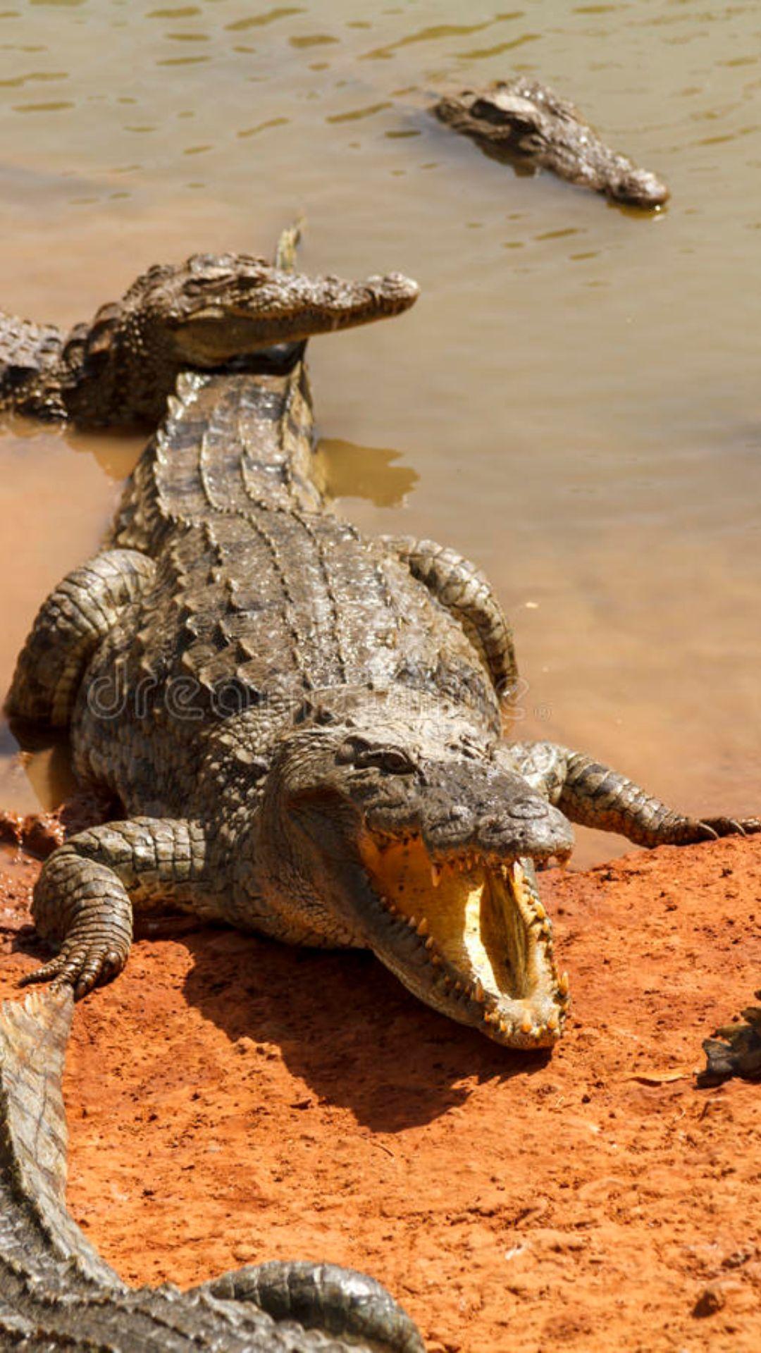 1080x1920 Saltwater Crocodile Wallpaper Quality Saltwater Crocodile Background ( 4k & HD )