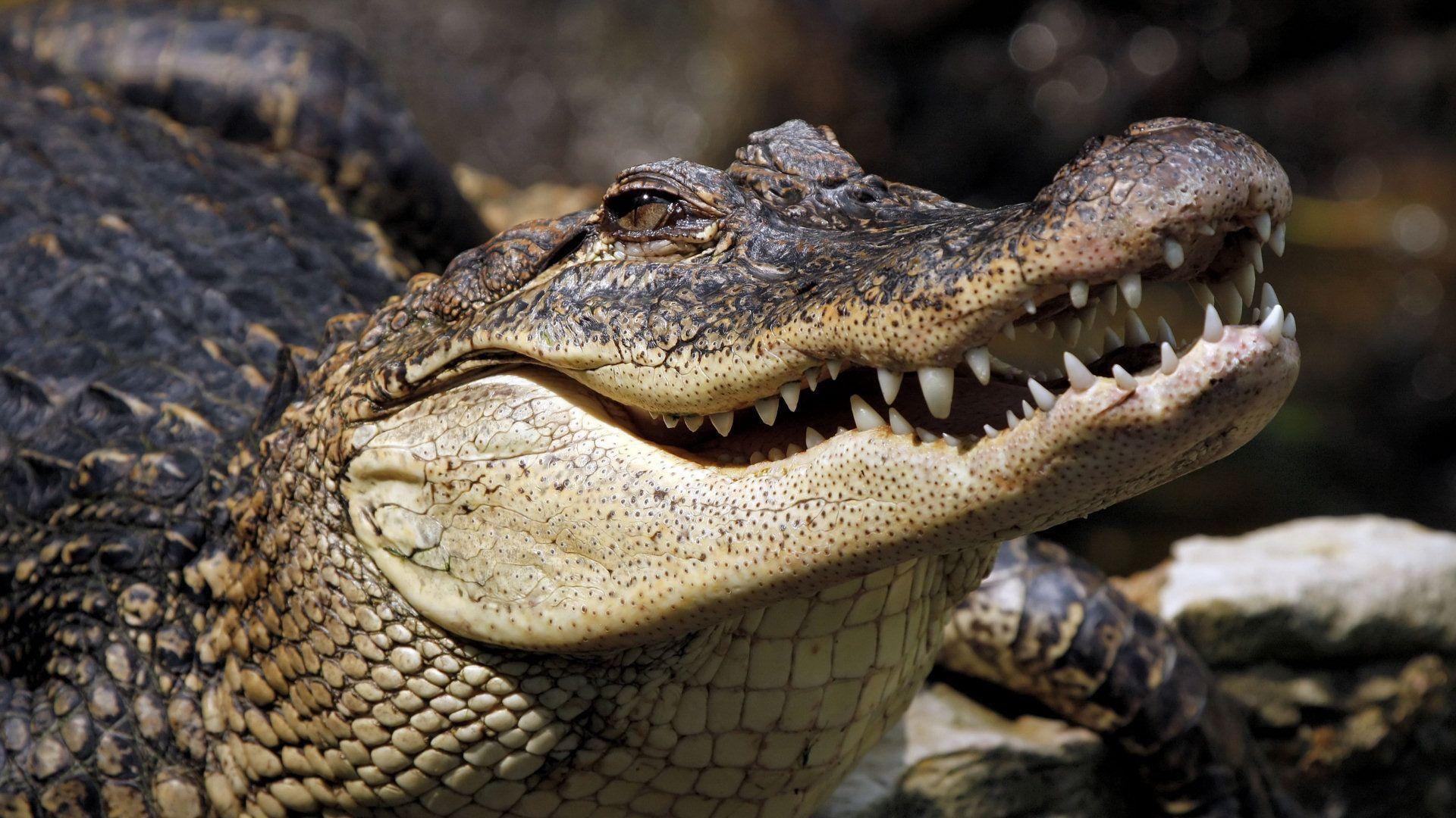 1920x1080 Saltwater Crocodile Wallpaper Crocodile Background, Image & Photo